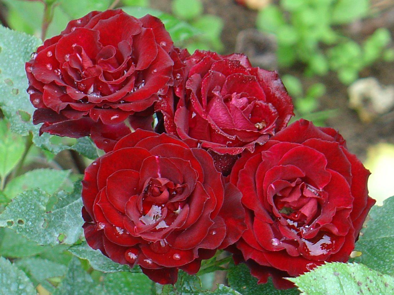 Цветок роза Клементина