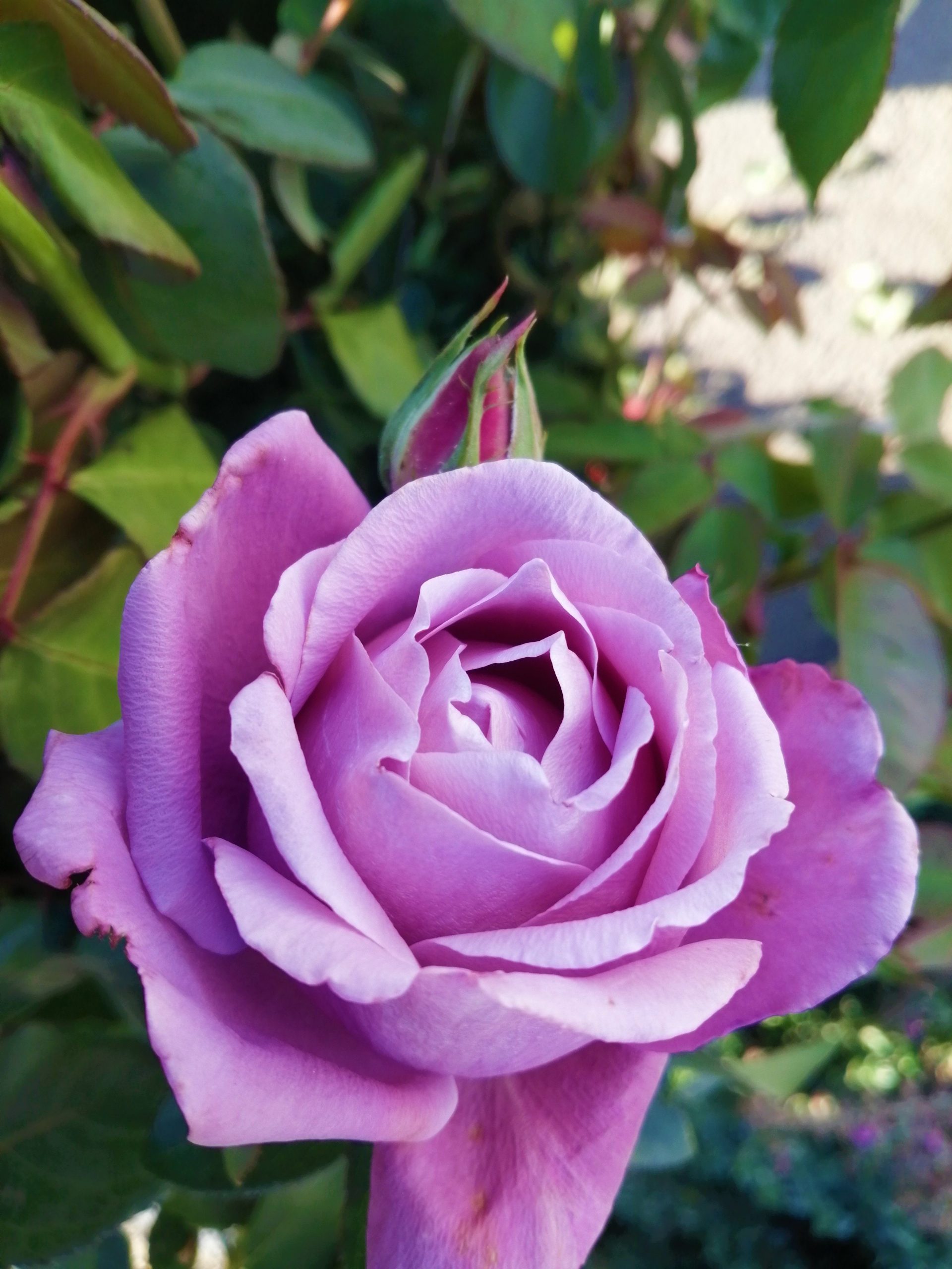 Сорта роз чайно гибридных синих