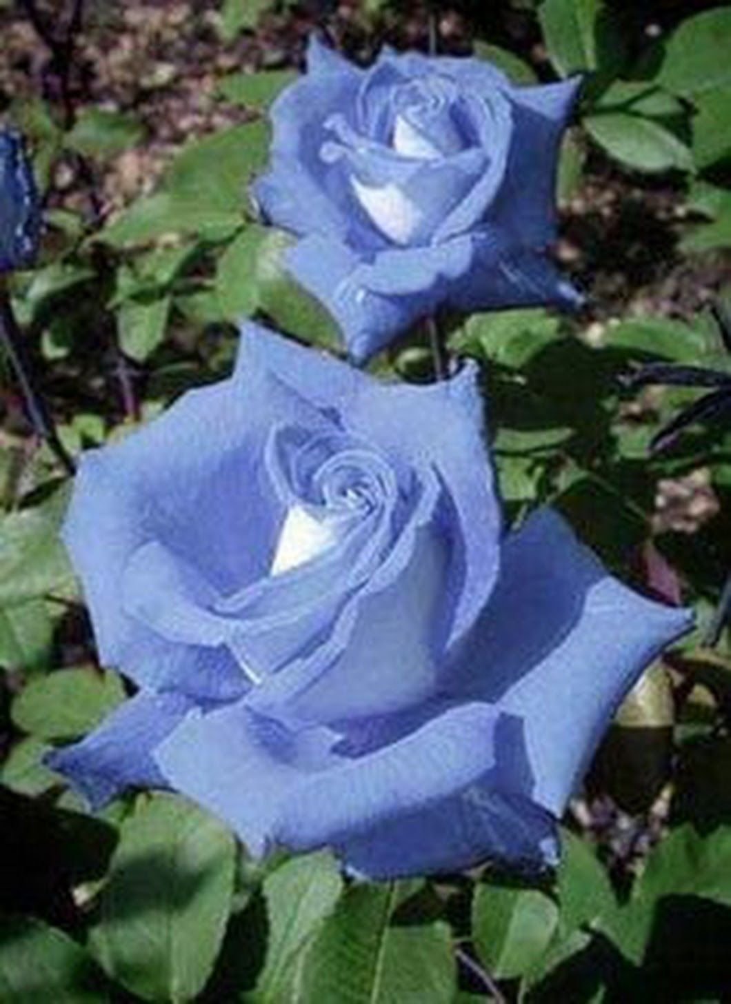 Голубые розы сорта (76 фото) »