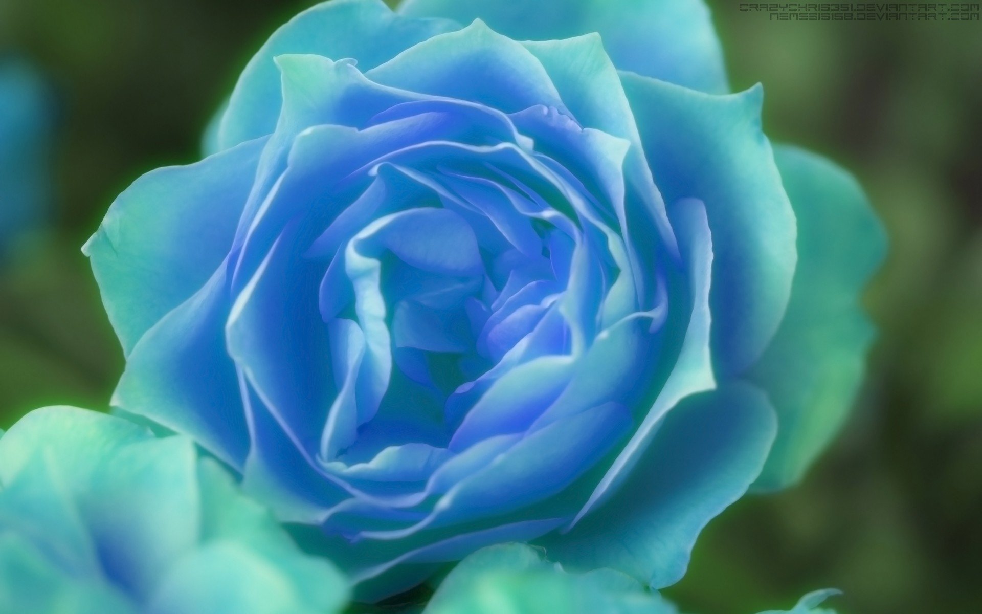 Роза голубой нил фото
