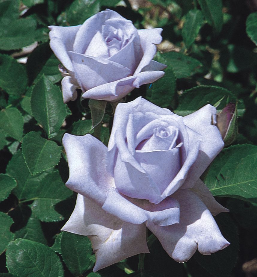 Сорта голубых роз с описанием и фото