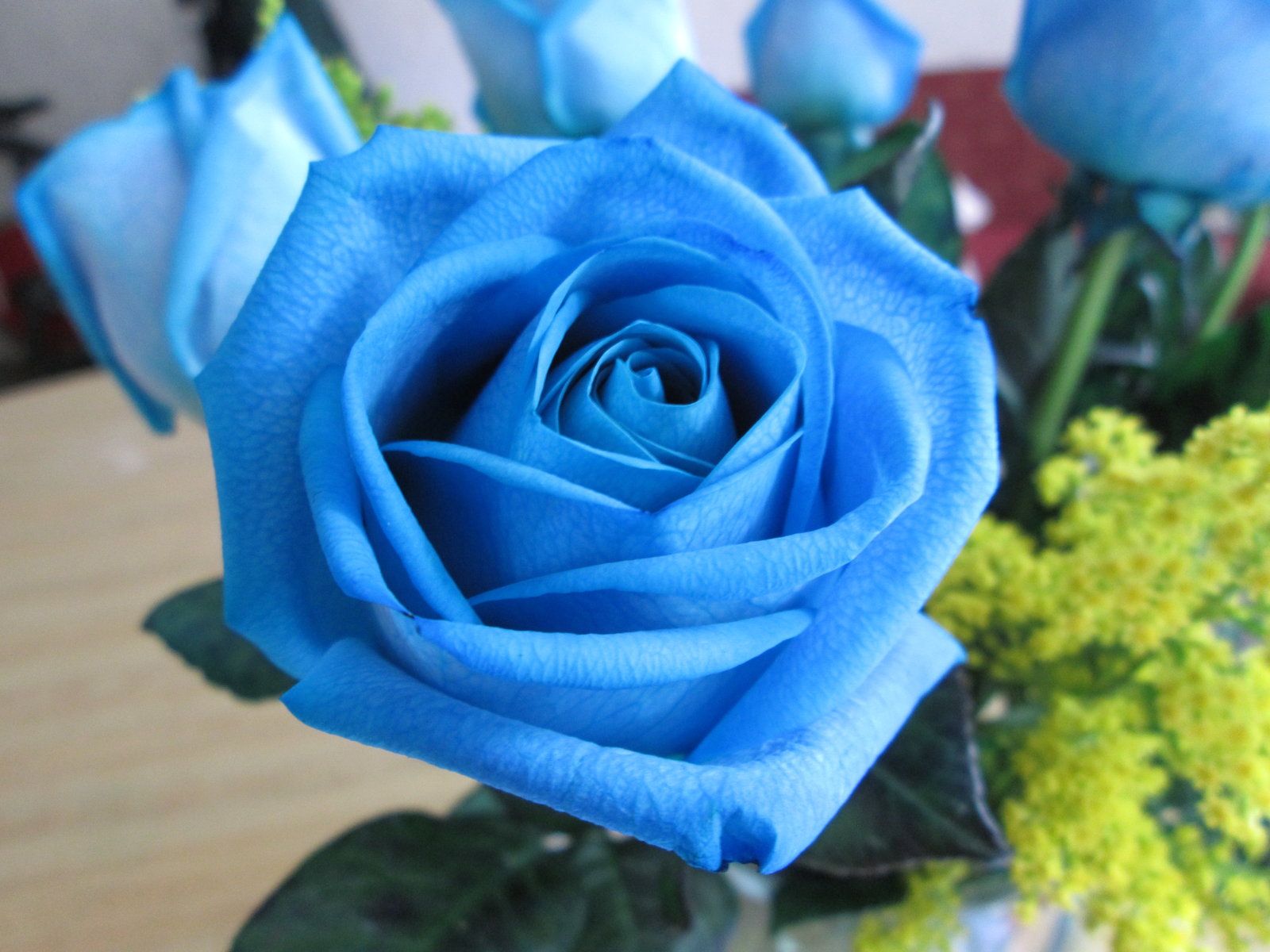 Голубая Перинея роза