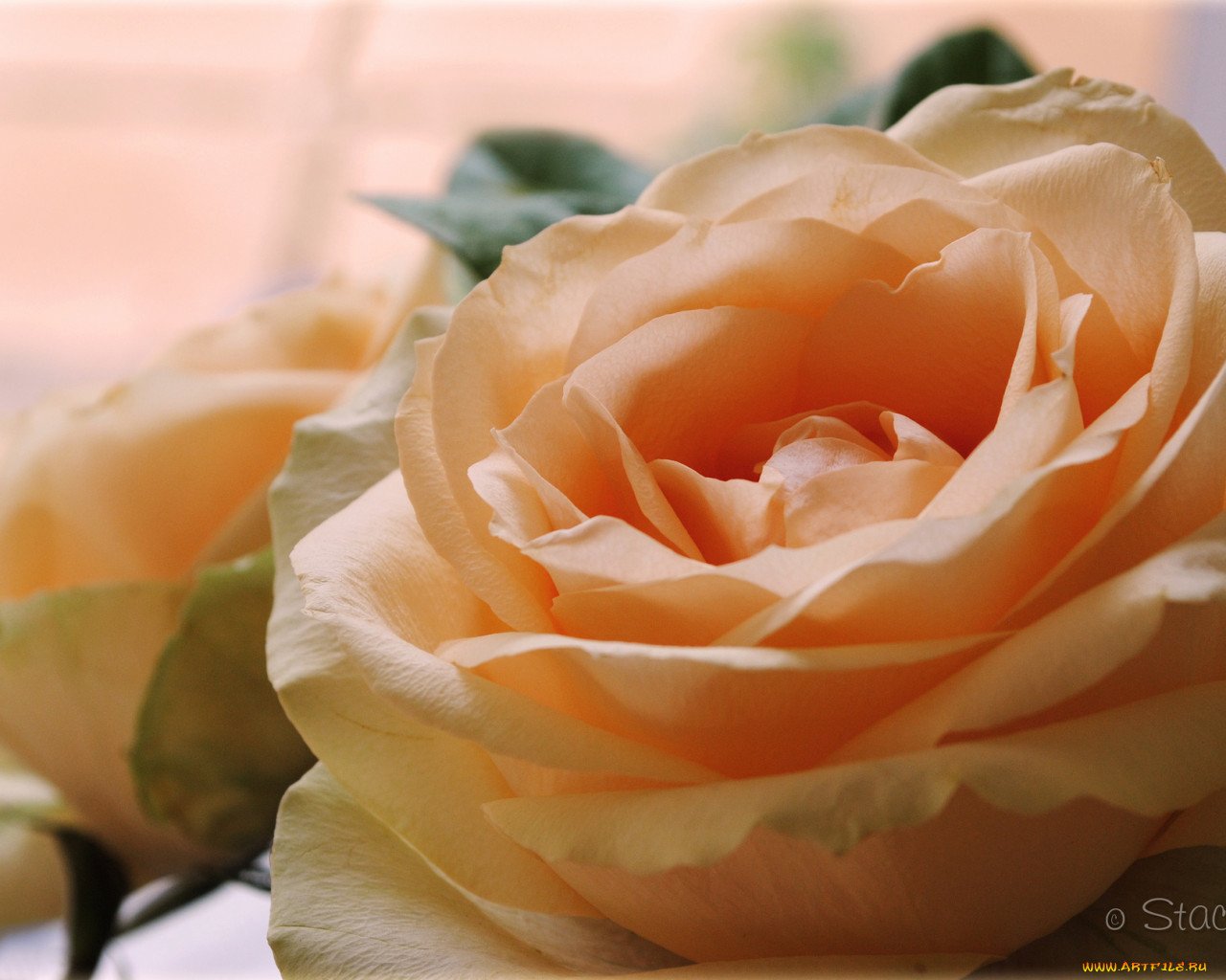 Роза персиковая чайно-гибридная