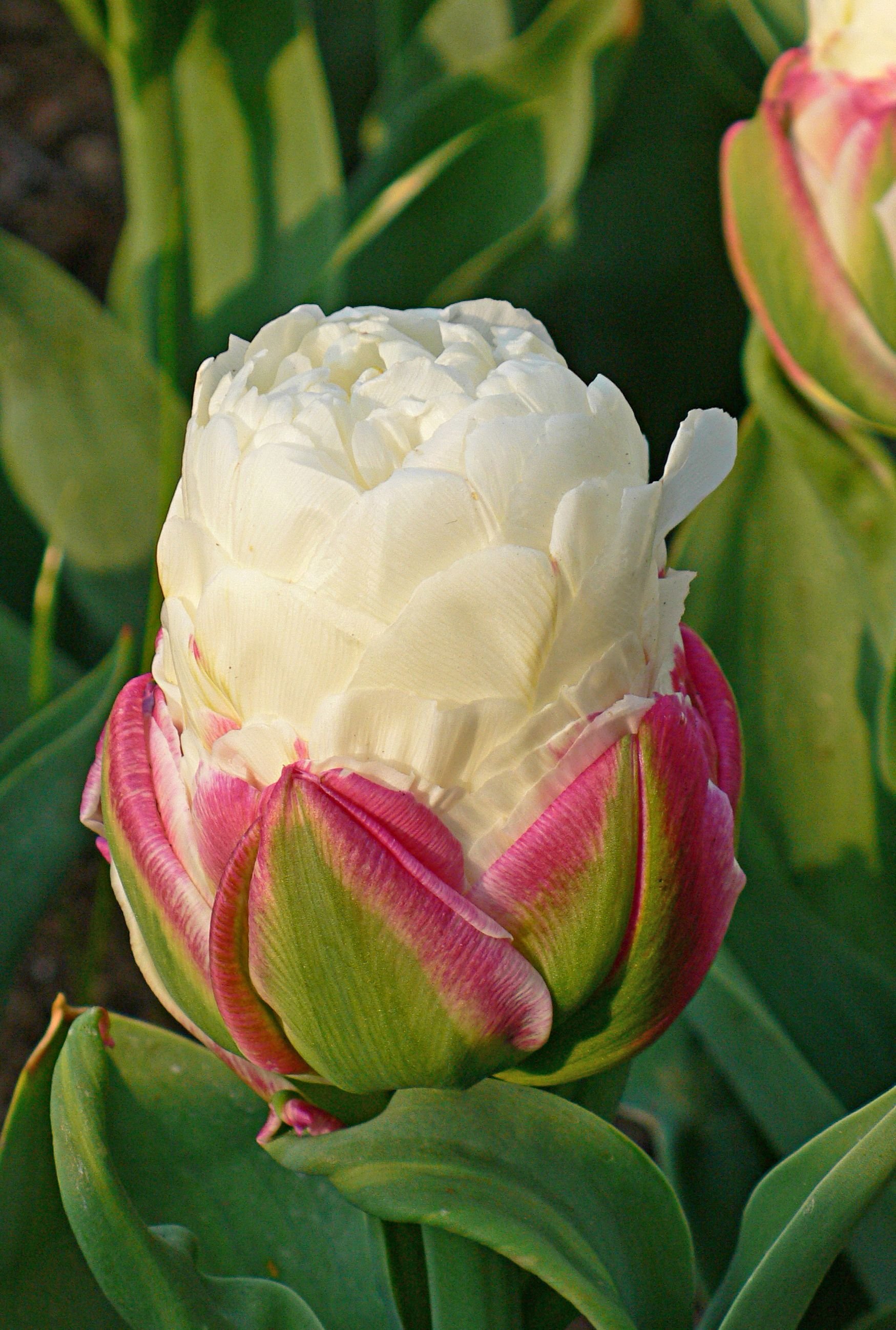 Тюльпан дабл полар фото и описание