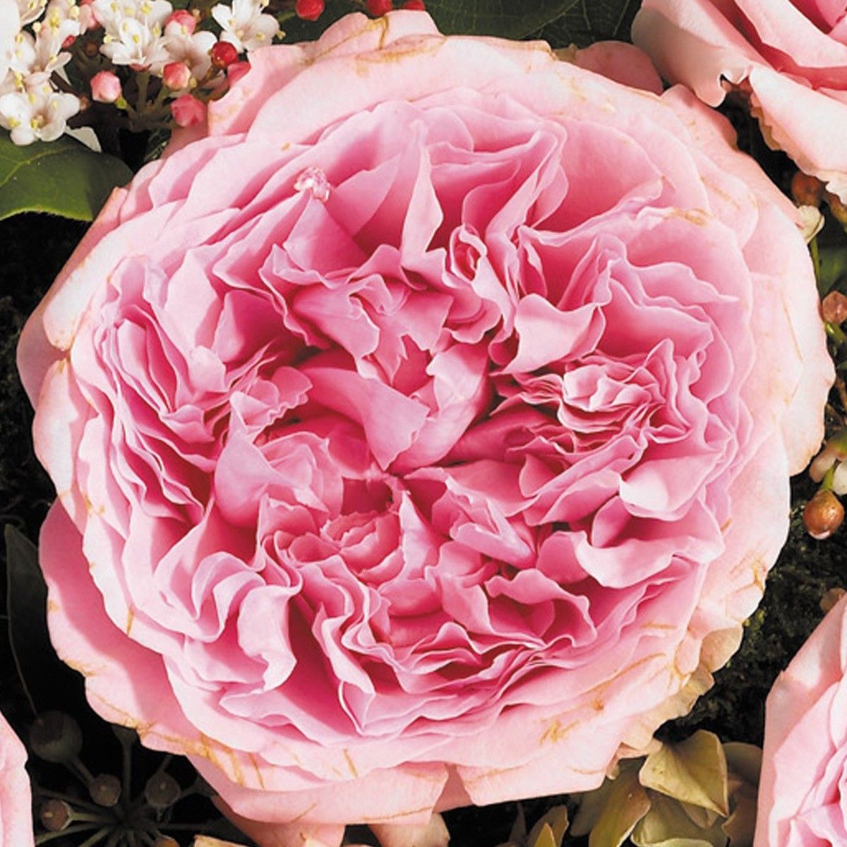 пионовидные розы сорта с фото и названиями