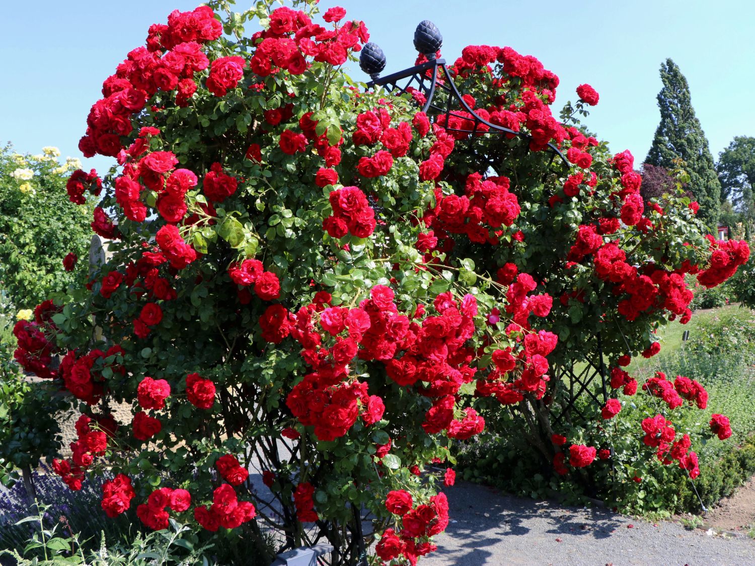 роза плетистая красная сорта фото название