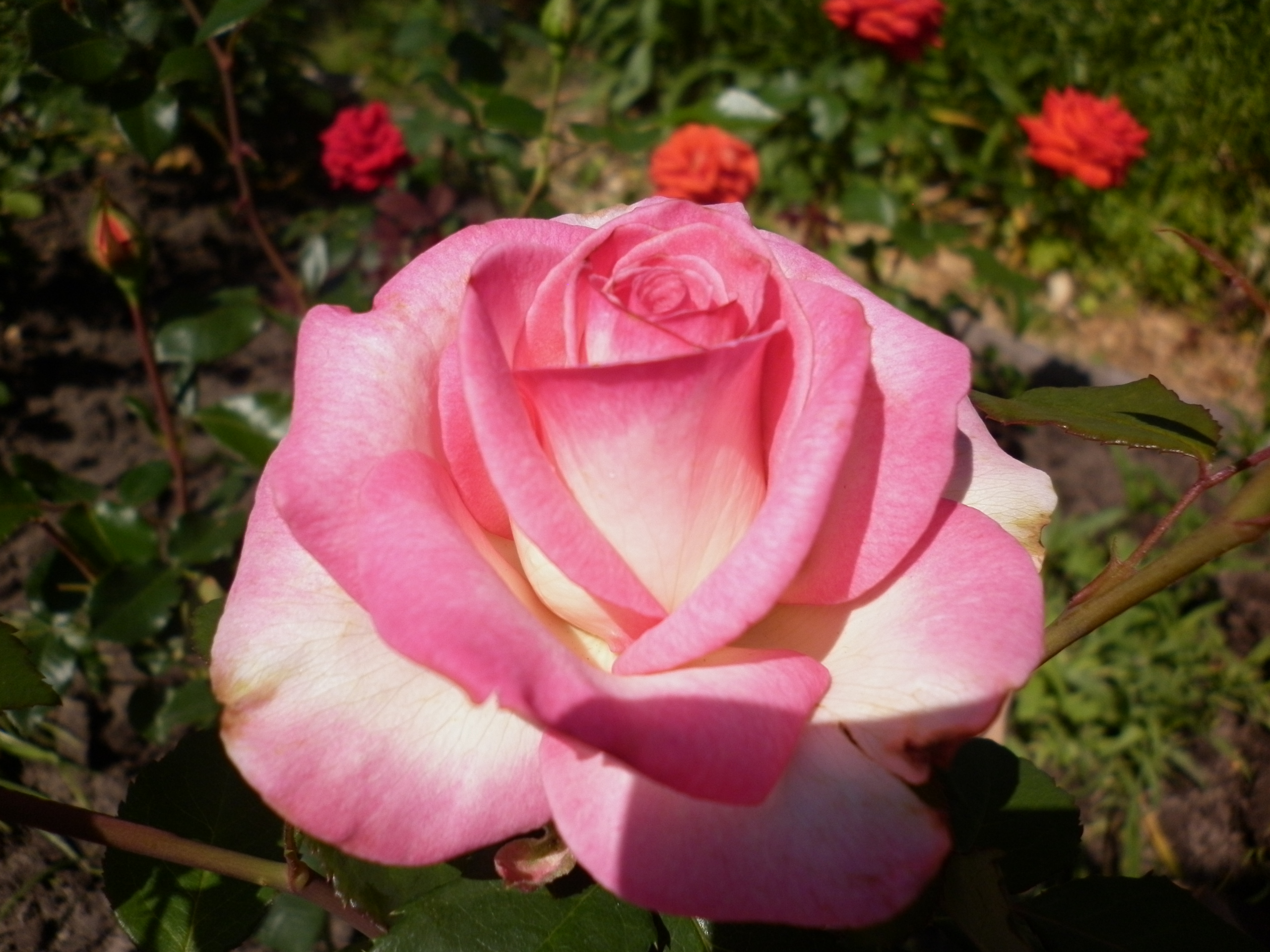 Куин амазон роза фото
