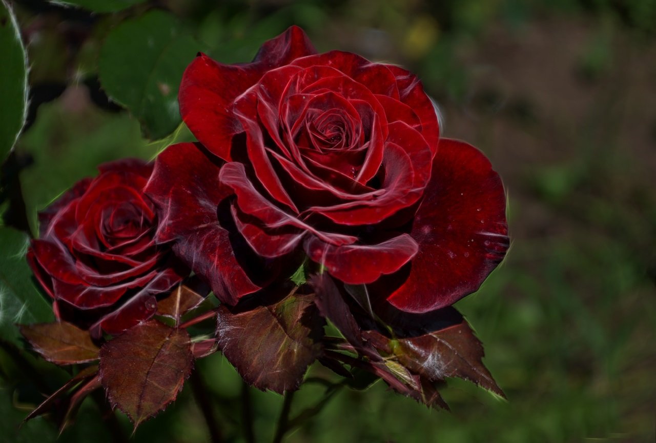 Красные Бархатные Розы
