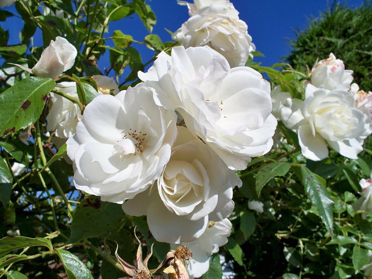 Плетистая роза сахара фото и описание