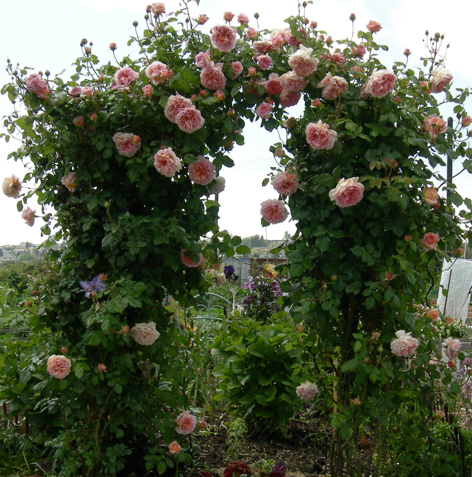Плетистые розы Хендель