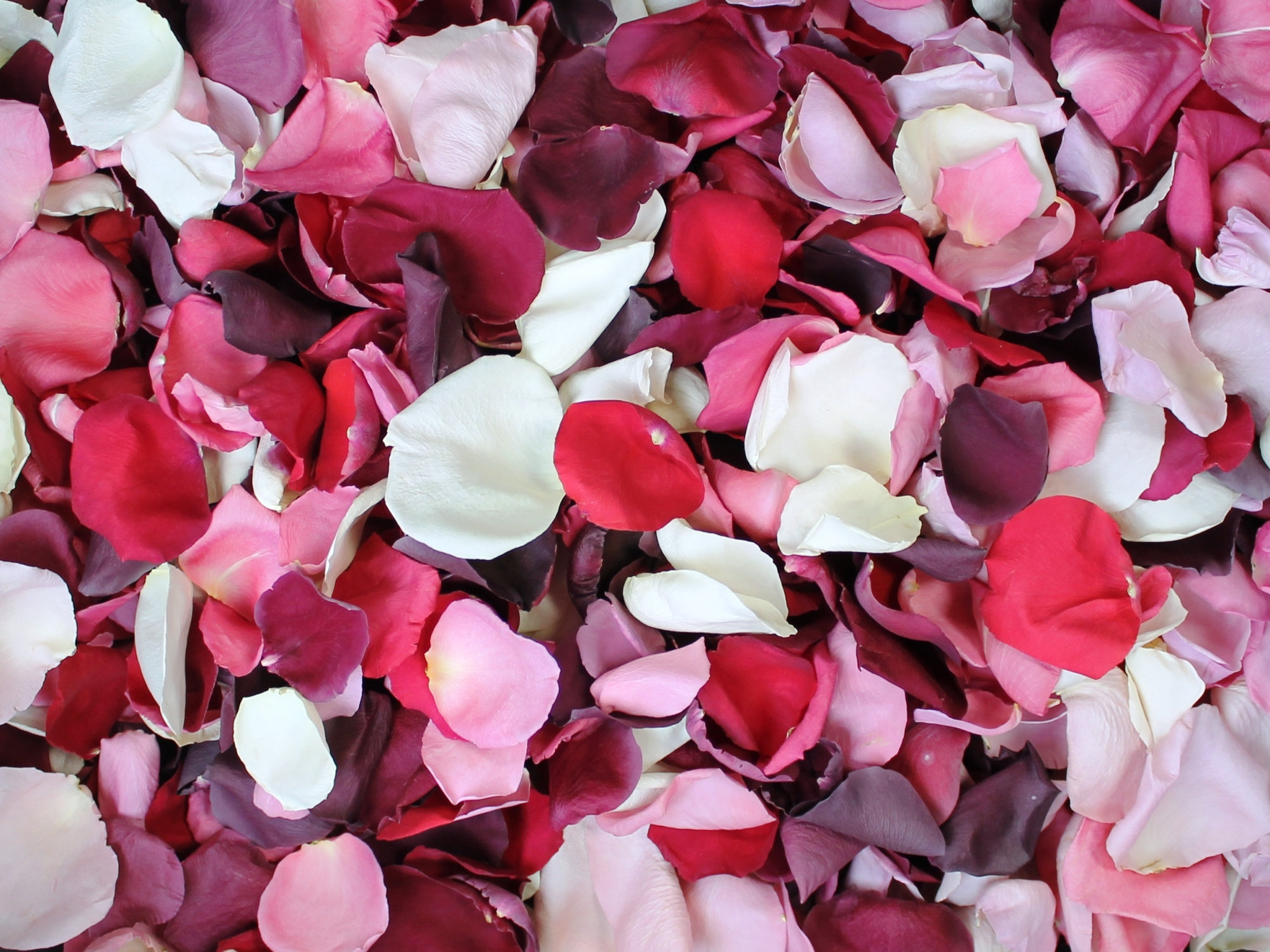 Лепестками розового красного. Лепестки роз. Цветочные лепестки. Розовые лепестки. Лепестки розовых роз.