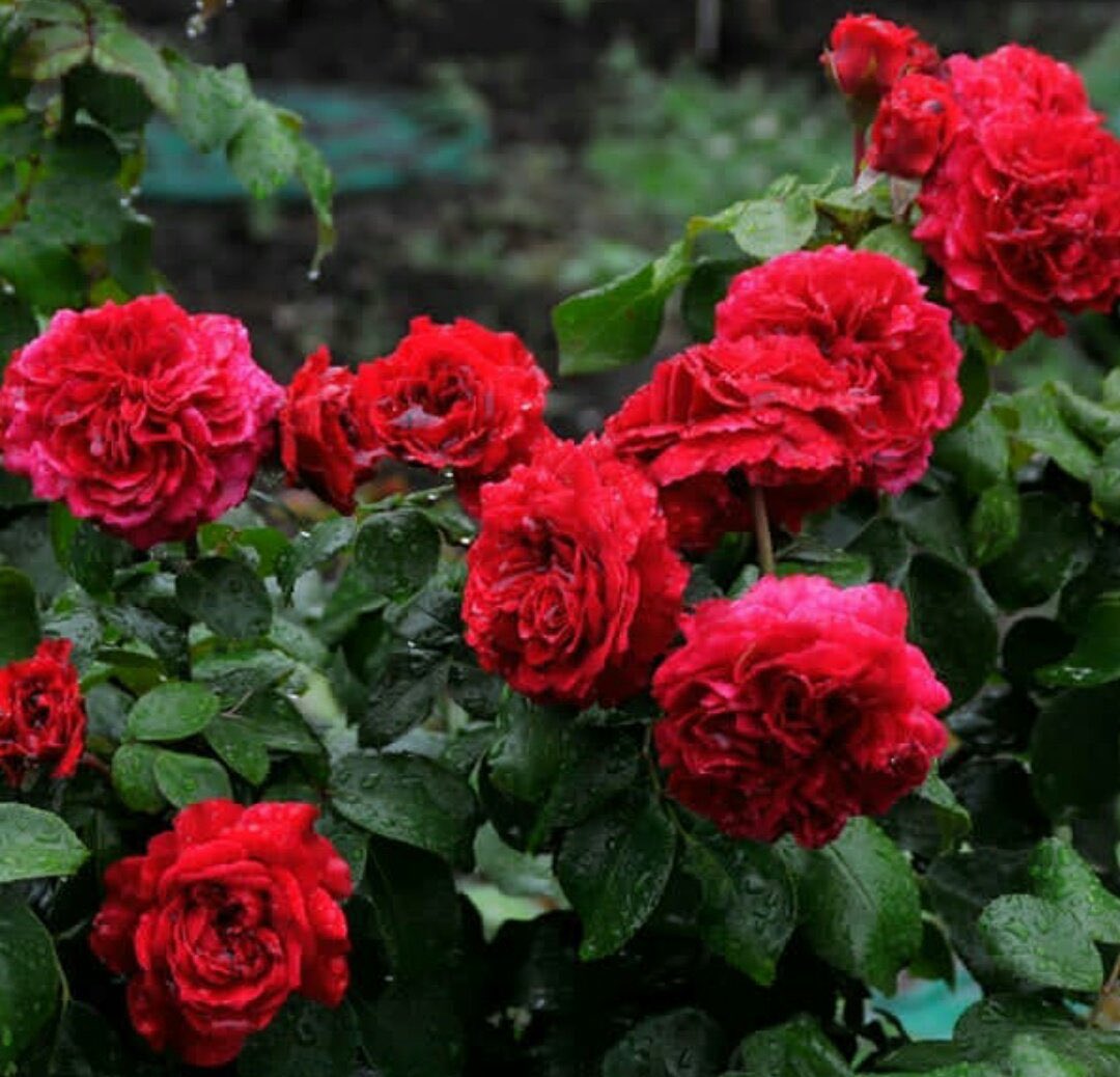 Роза английская леонардо да винчи фото и описание