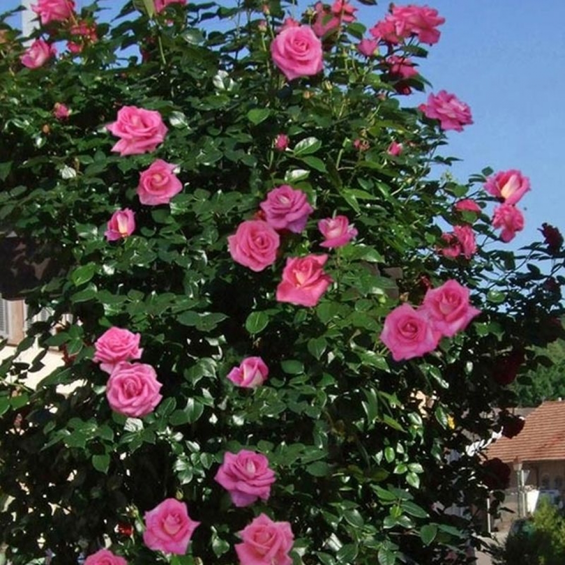 Parfum-Royal-Climbing роза