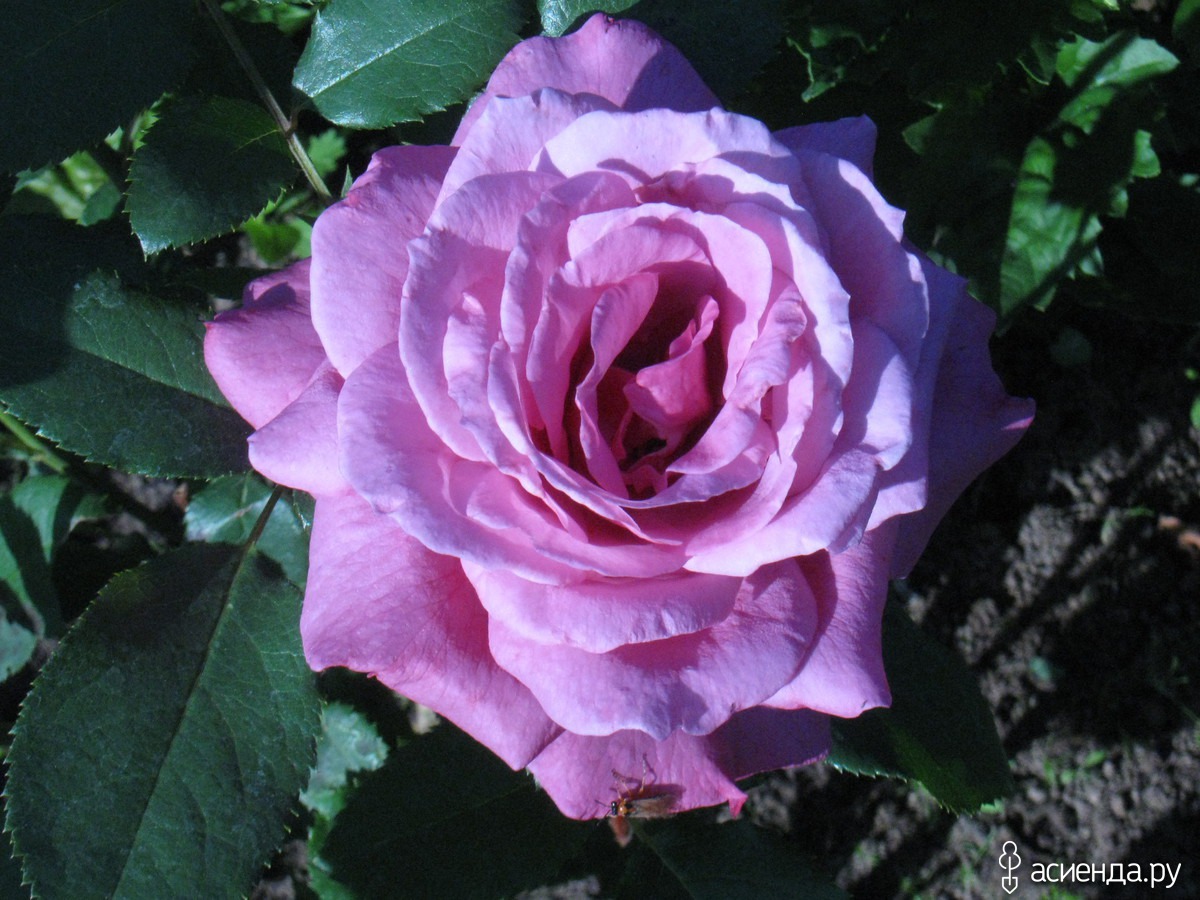 Клайминг Виолетта Роза