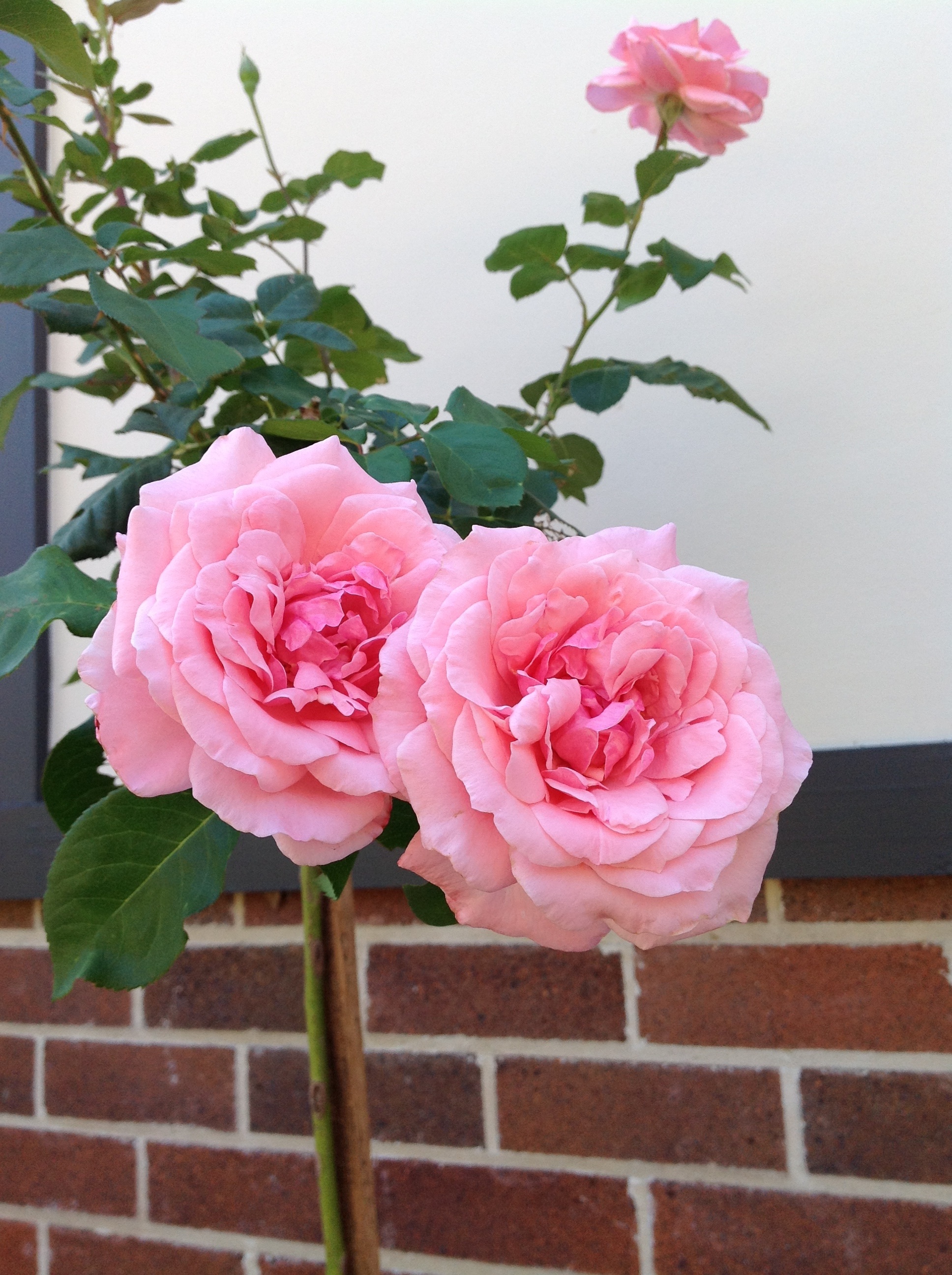 Роза грандифлора (Rose grandiflora the Queen Elizabeth