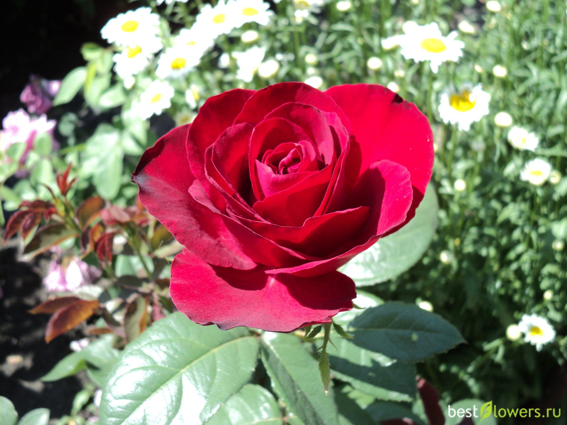 фото розы софи