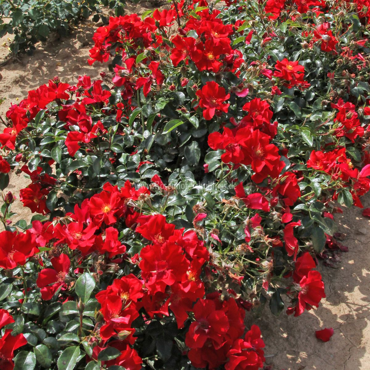 Aleksandr von Humboldt роза