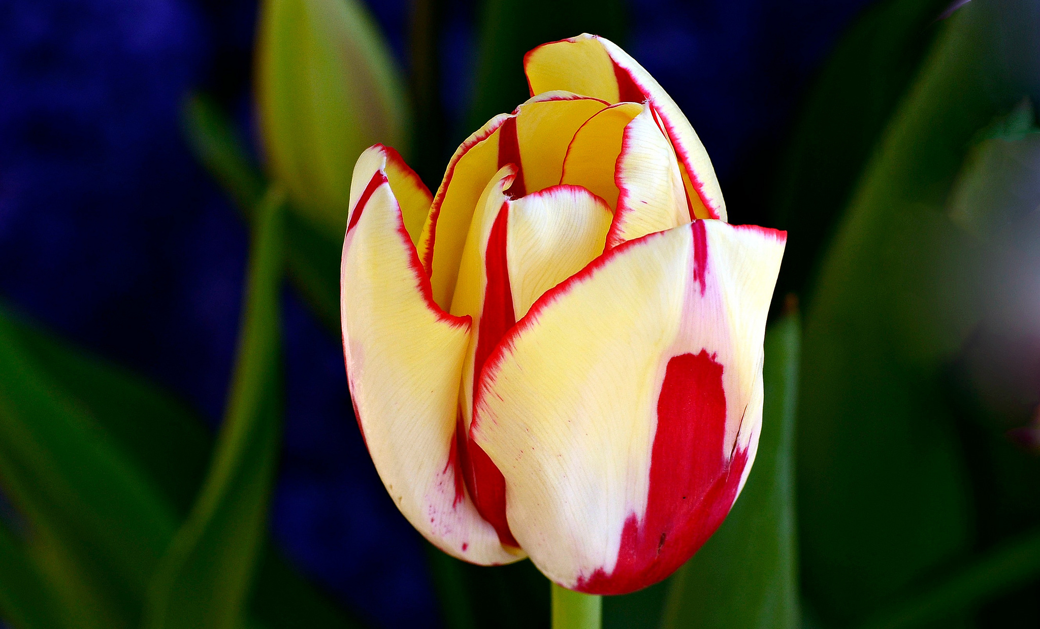 Тюльпан Madhu