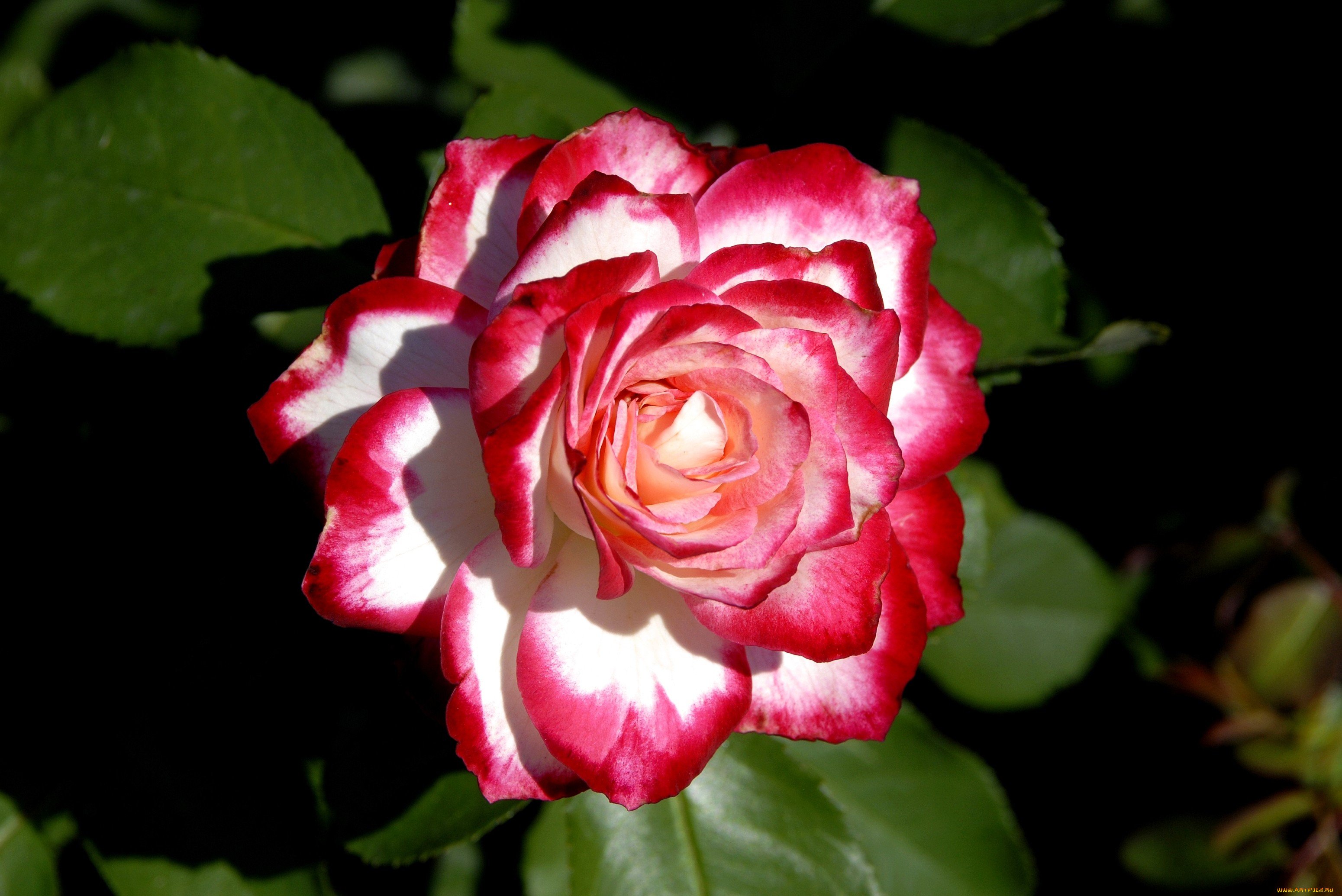 Роза белая с красной каймой название сорта