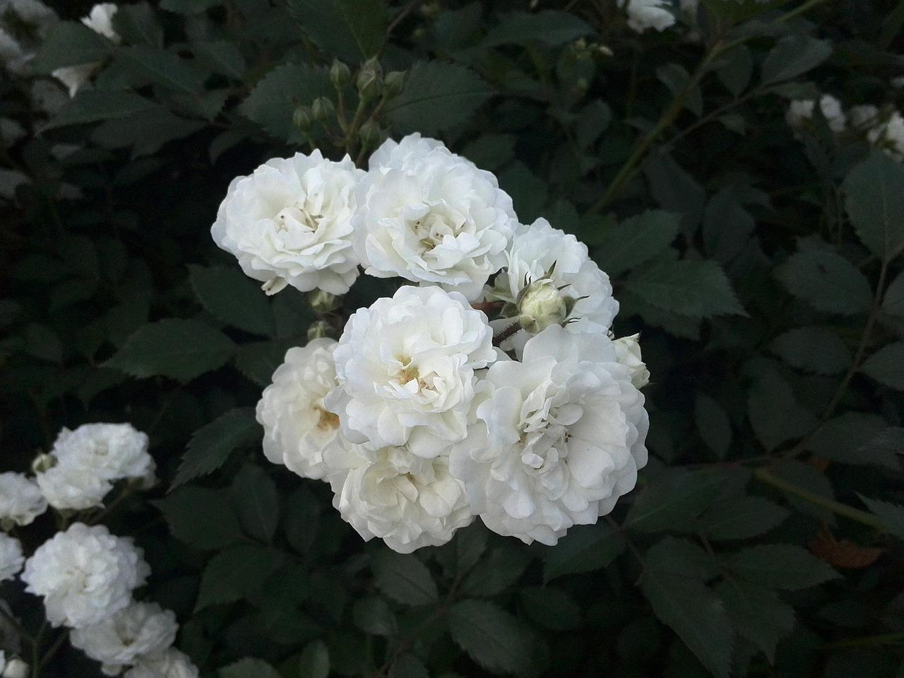 Роза миниатюрная Вайт Лидия