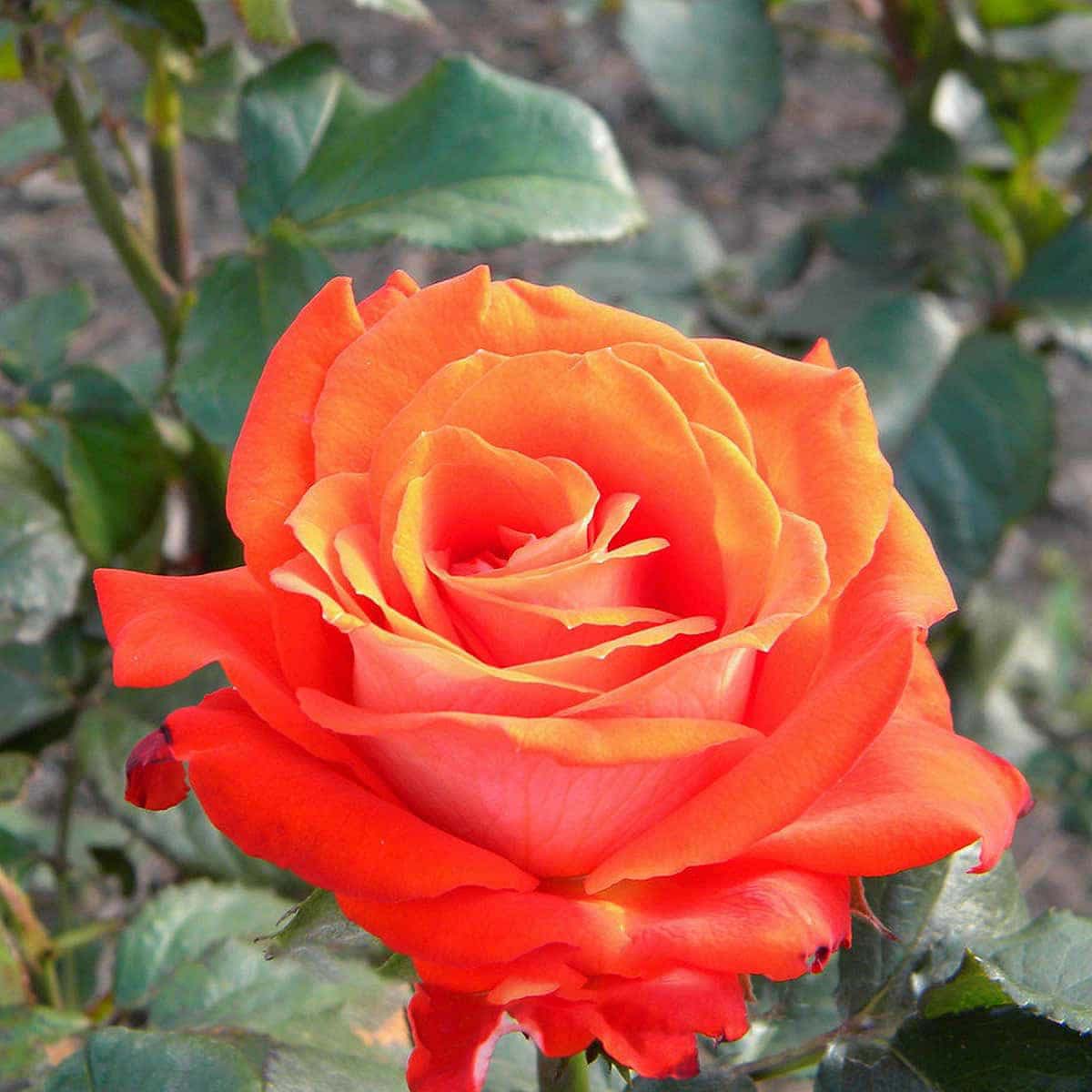 Роза чайно-гибридная Верано