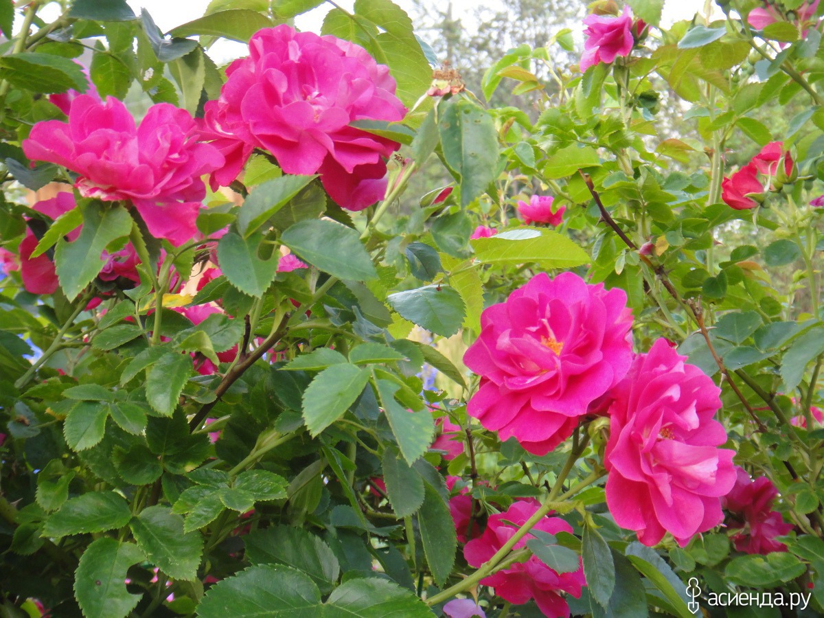 Роза Quadra (Парковая/канадская селекция) (Rosa )