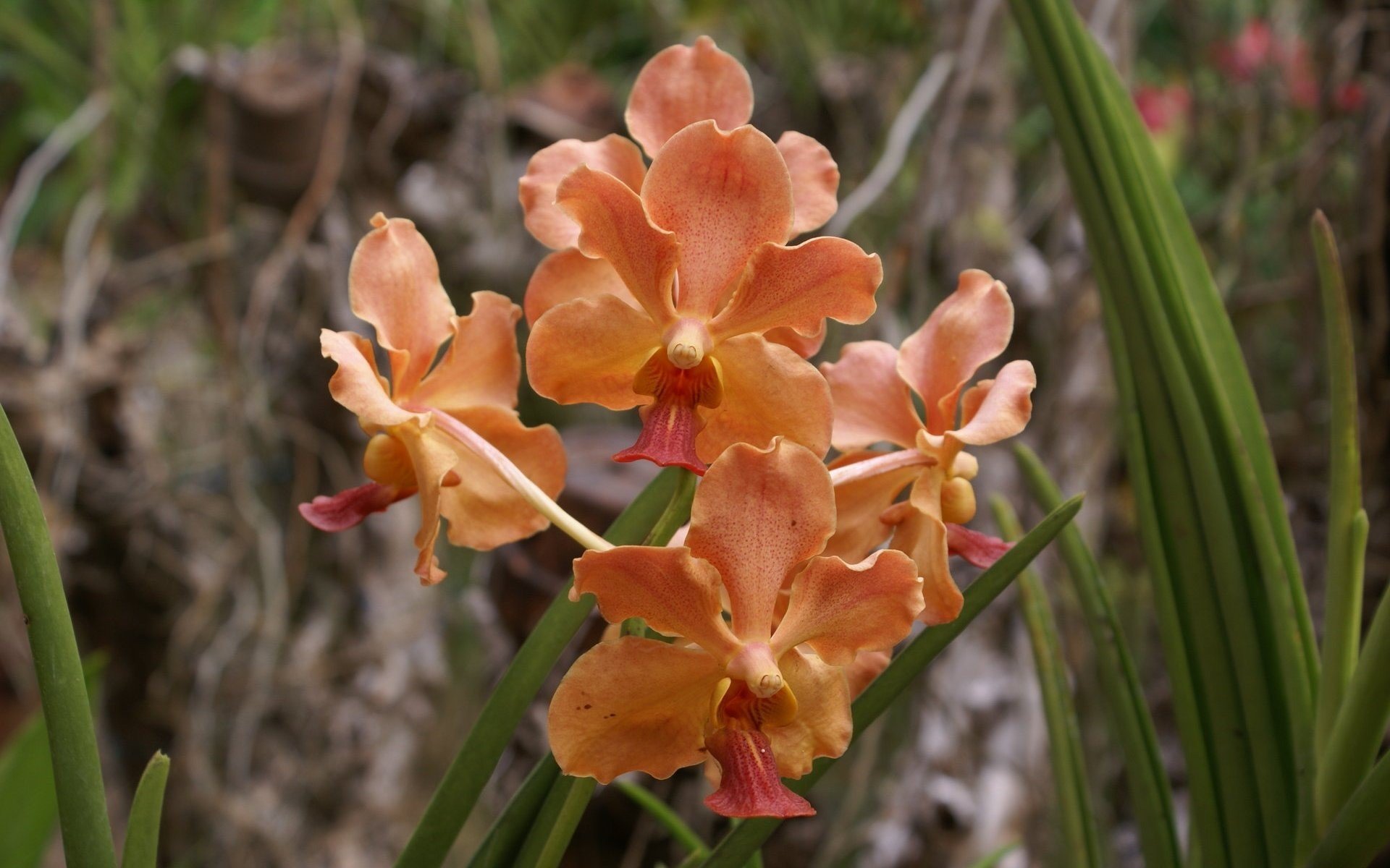 Орхидея лас пальмас фото