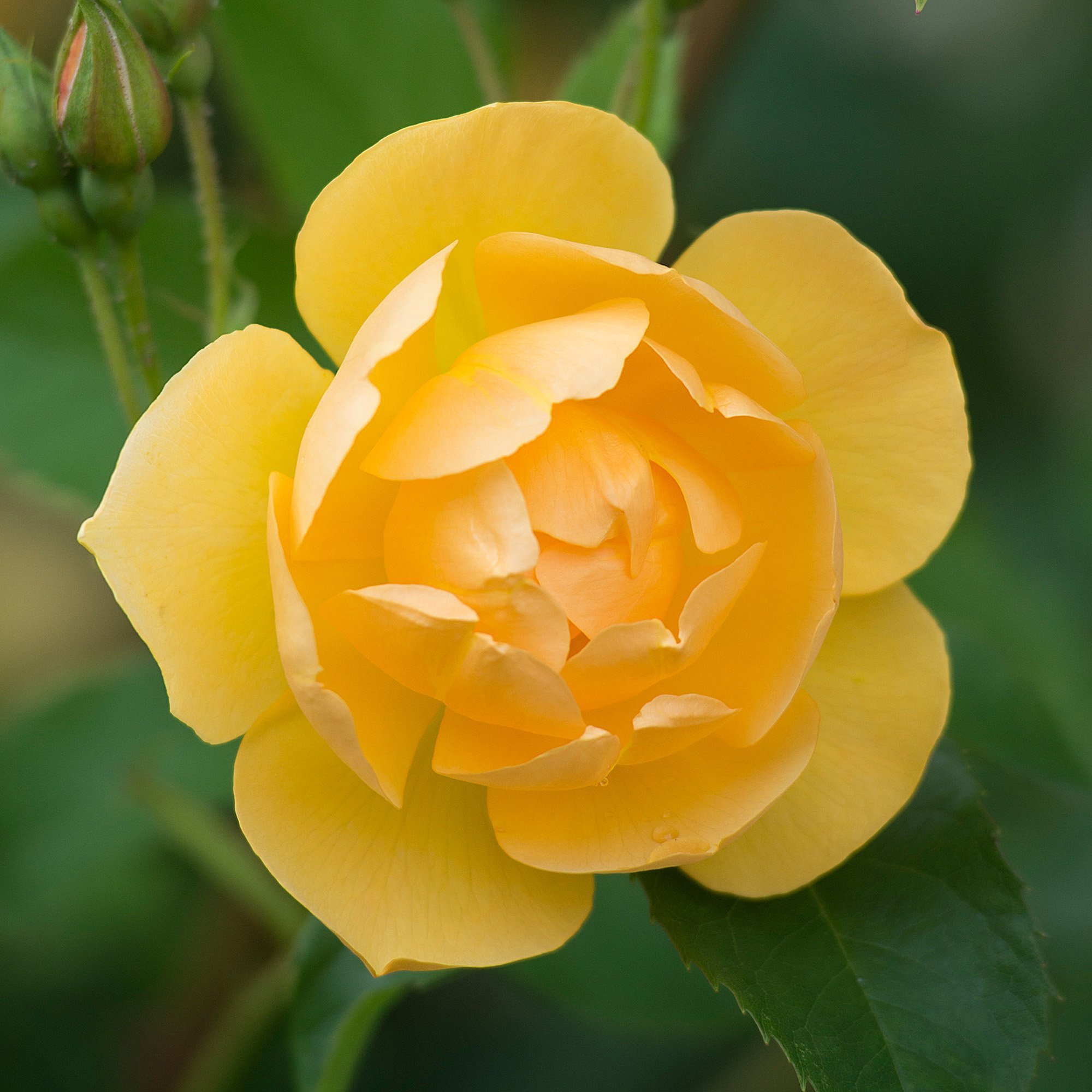 Buttercup роза