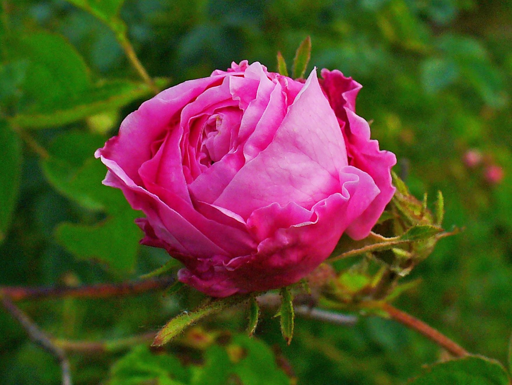 Роза Cabbage Rose