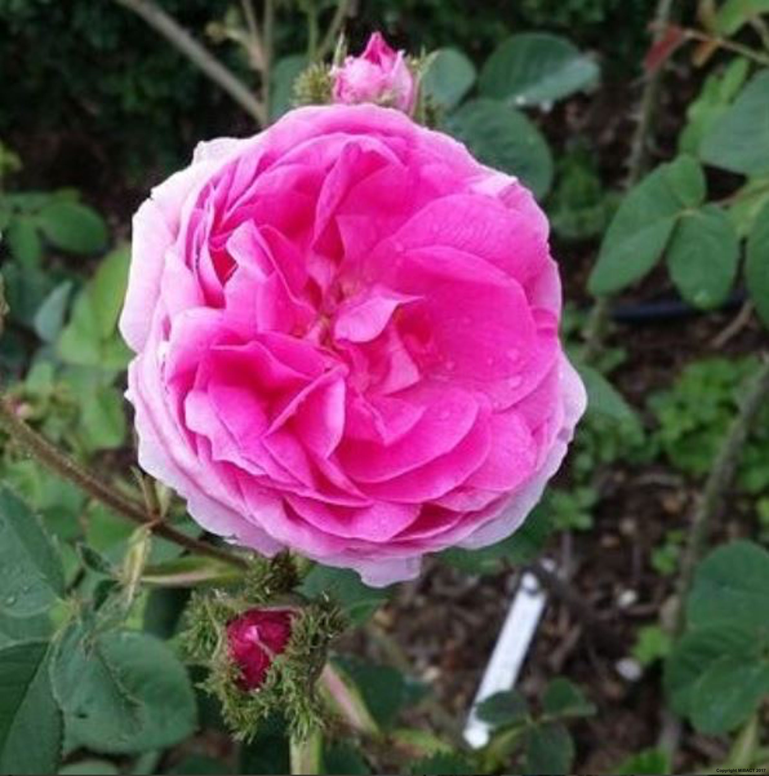 Паллада роза фото и описание