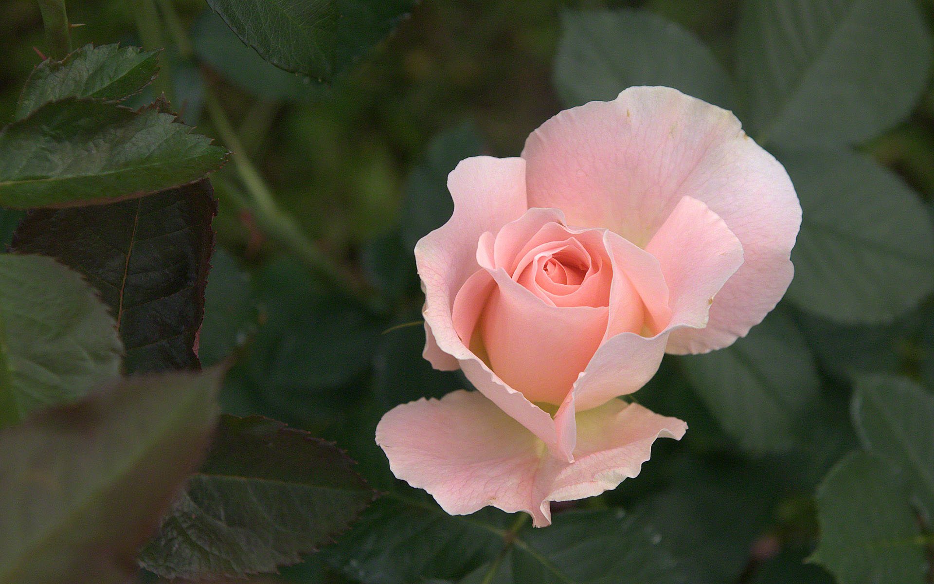 Роза Центифольная столепестковая Паллада