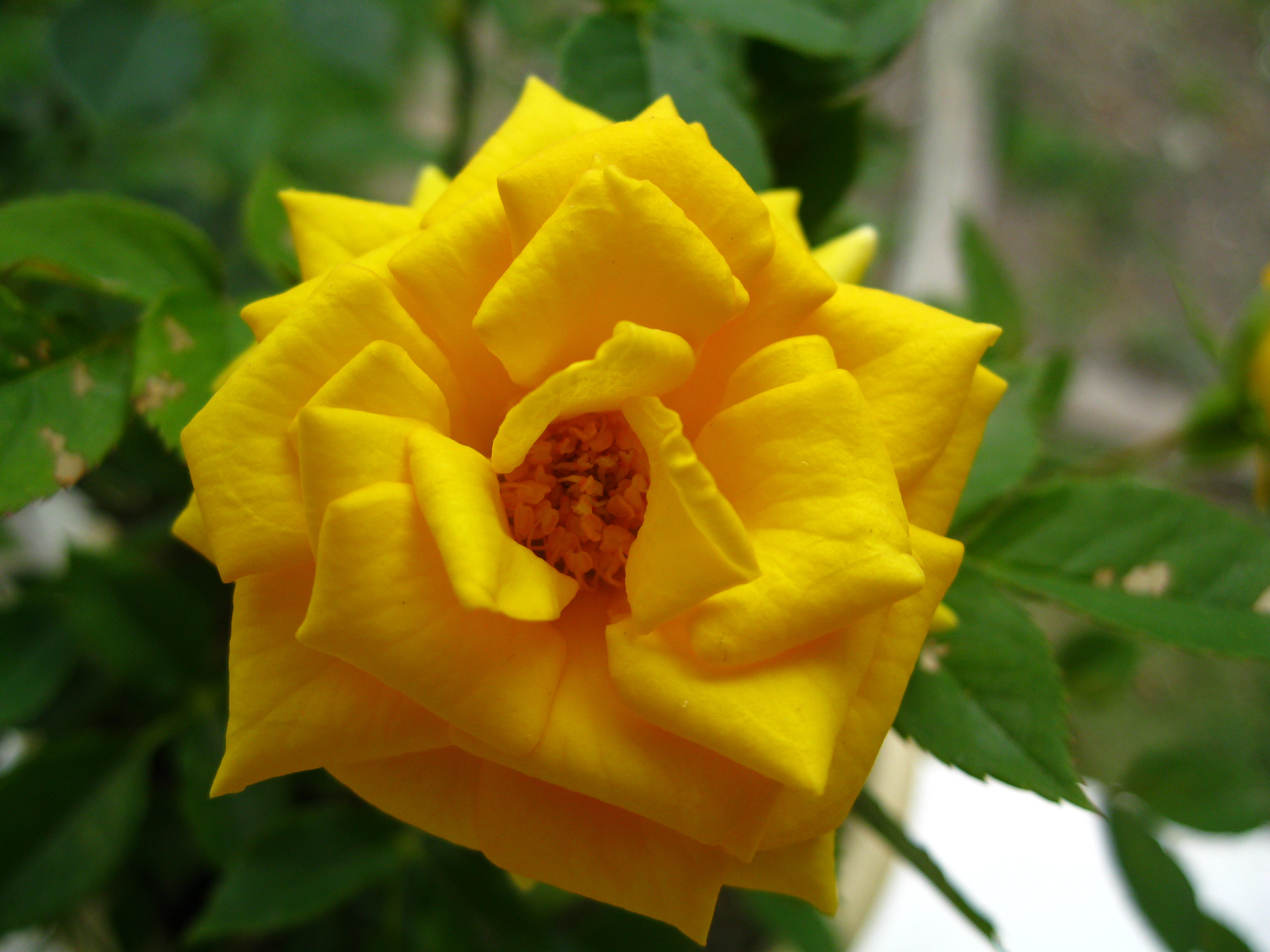 Роза желтая сфинкс фото