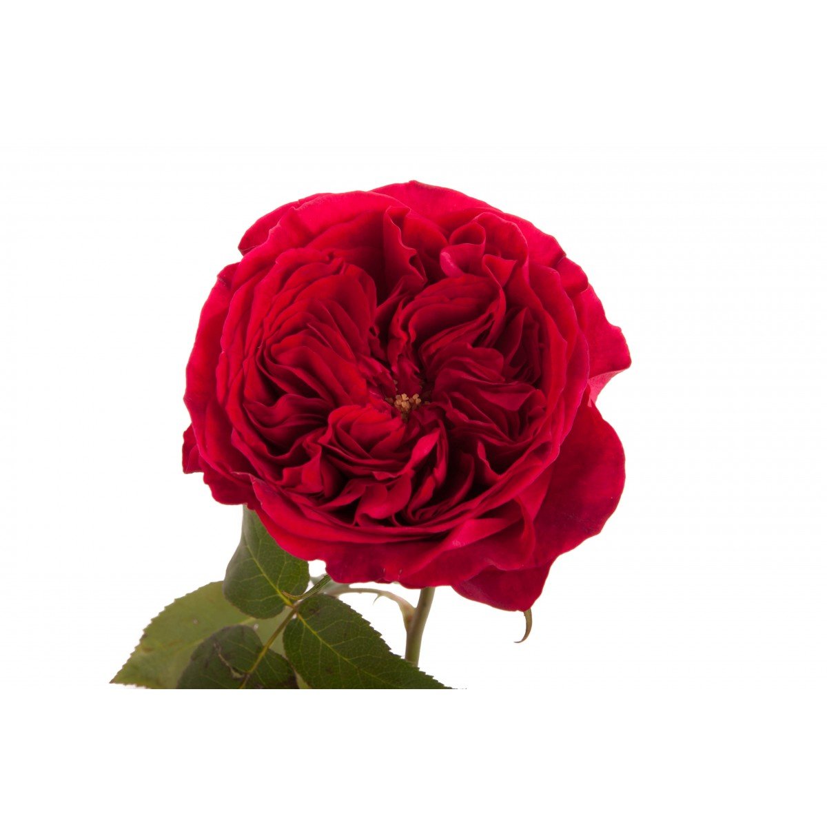 Роза темно красная пионовидная