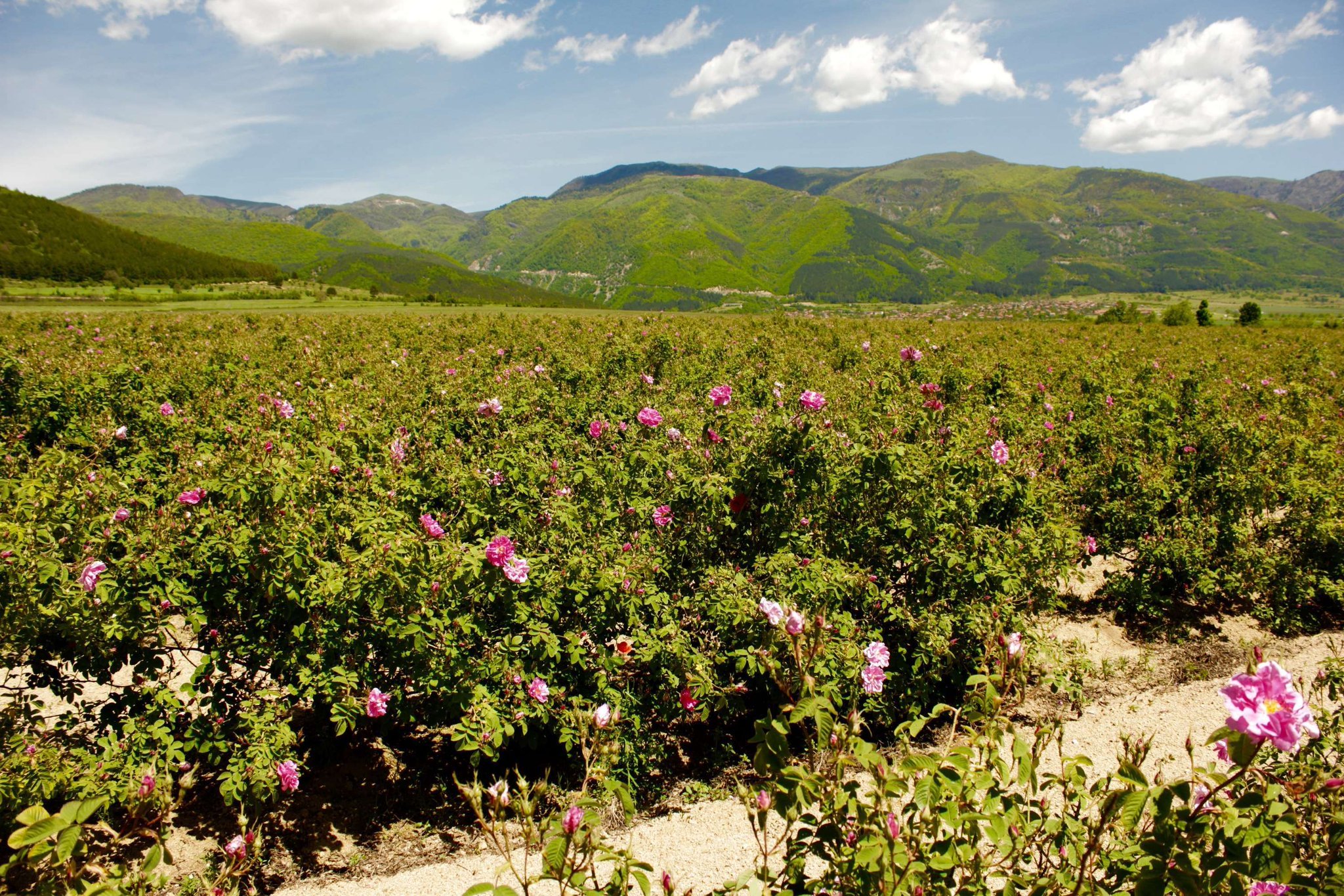 Розовые плантации в Болгарии