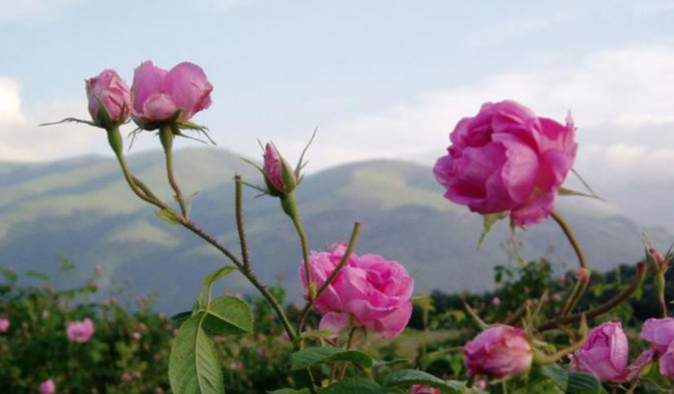 Долина роз в болгарии