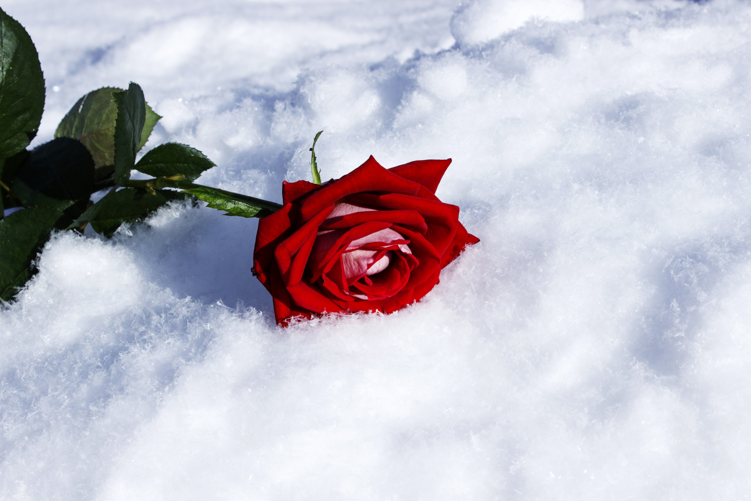 Красивые розы снег. Цветы зимой. Цветы в снегу. Розы на снегу.