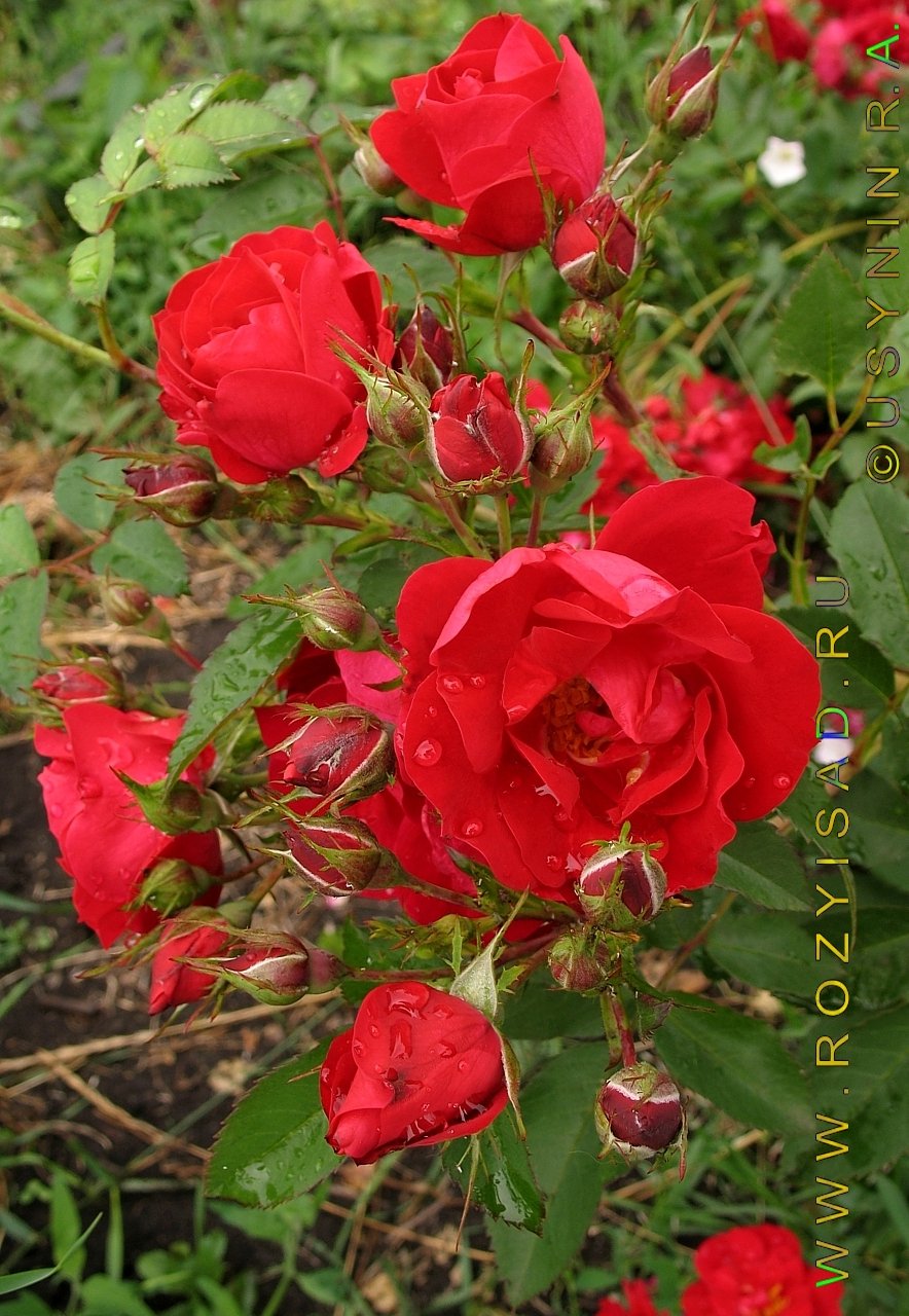 канадская роза катберт грант фото