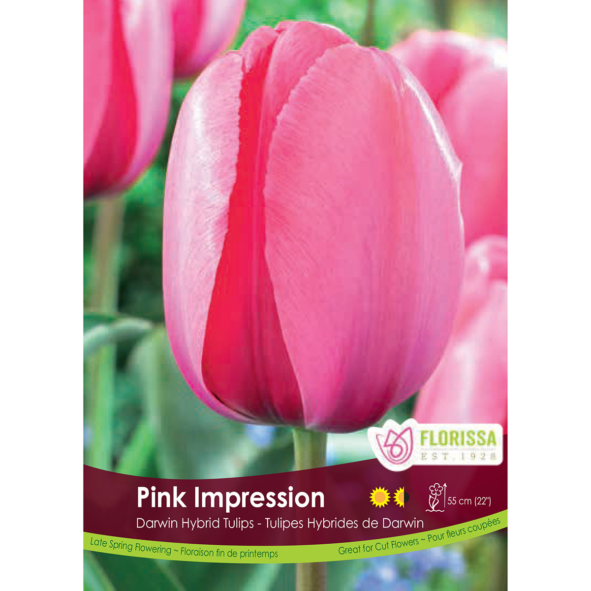 Тюльпан pink impression фото и описание