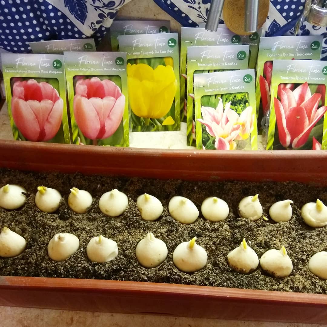 Сколько растут тюльпаны из луковиц в домашних