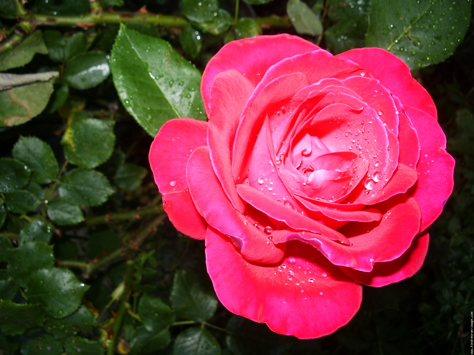 Роза Магали