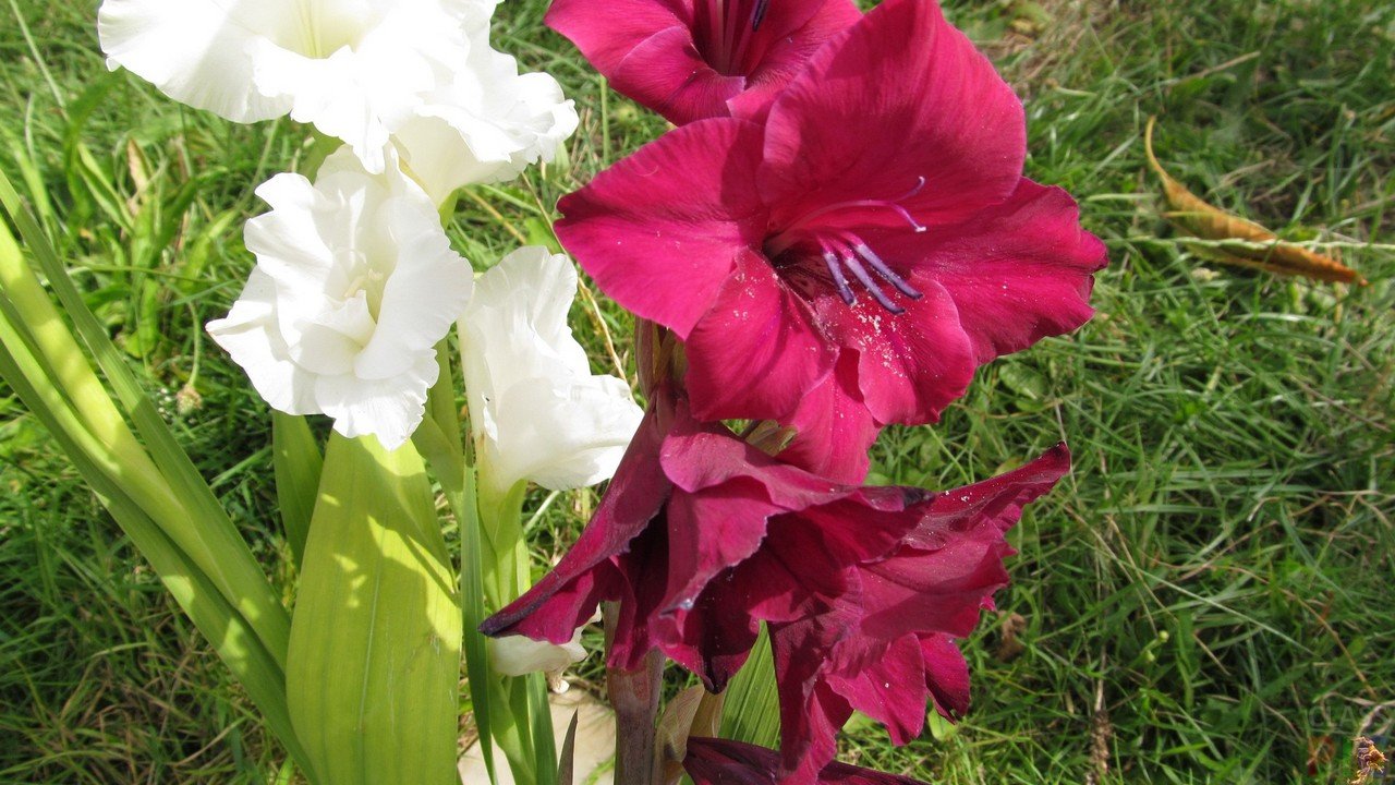 гладиолусы фото цветов на клумбе