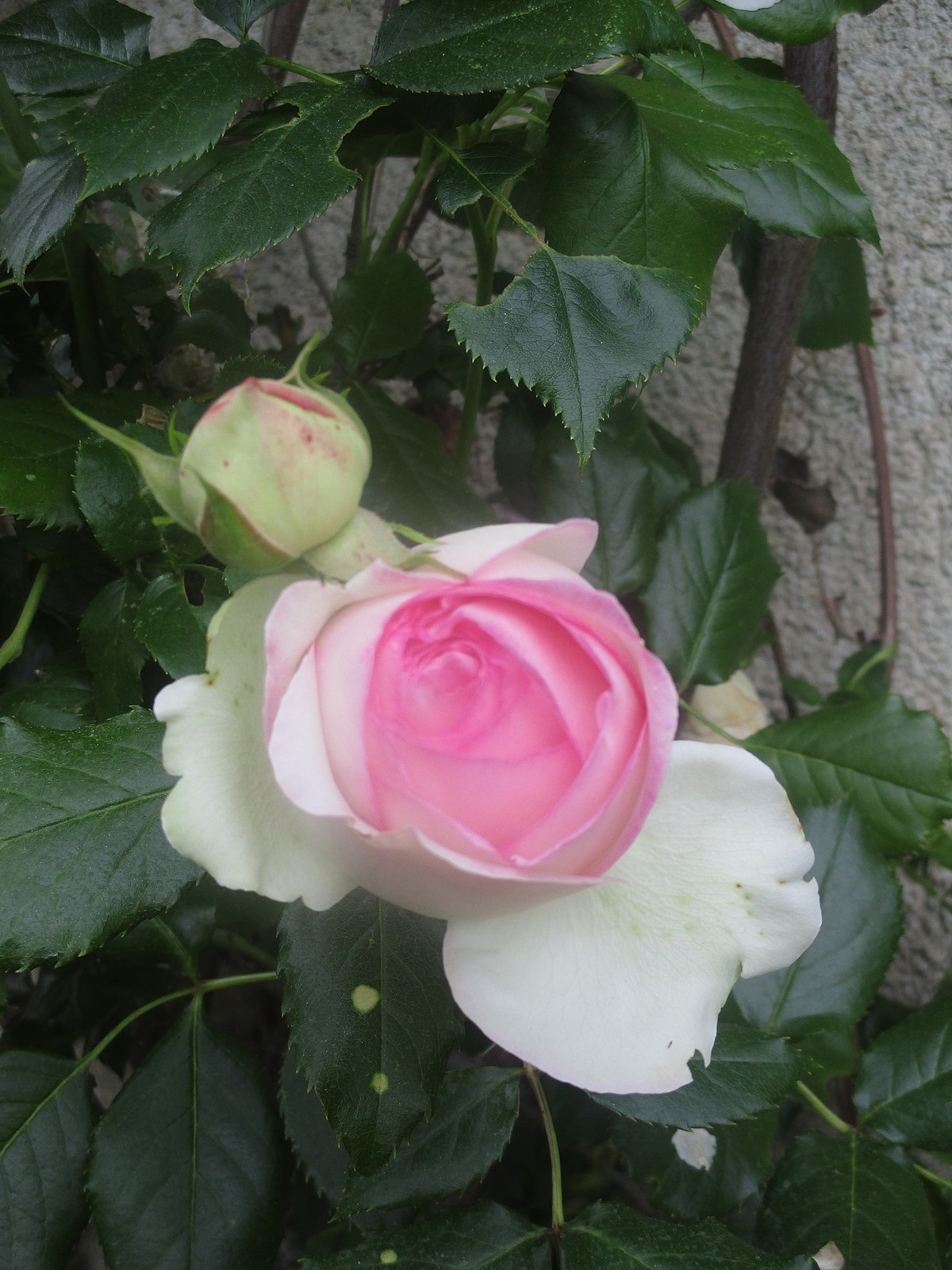 Лист розы Пьер де Ронсар