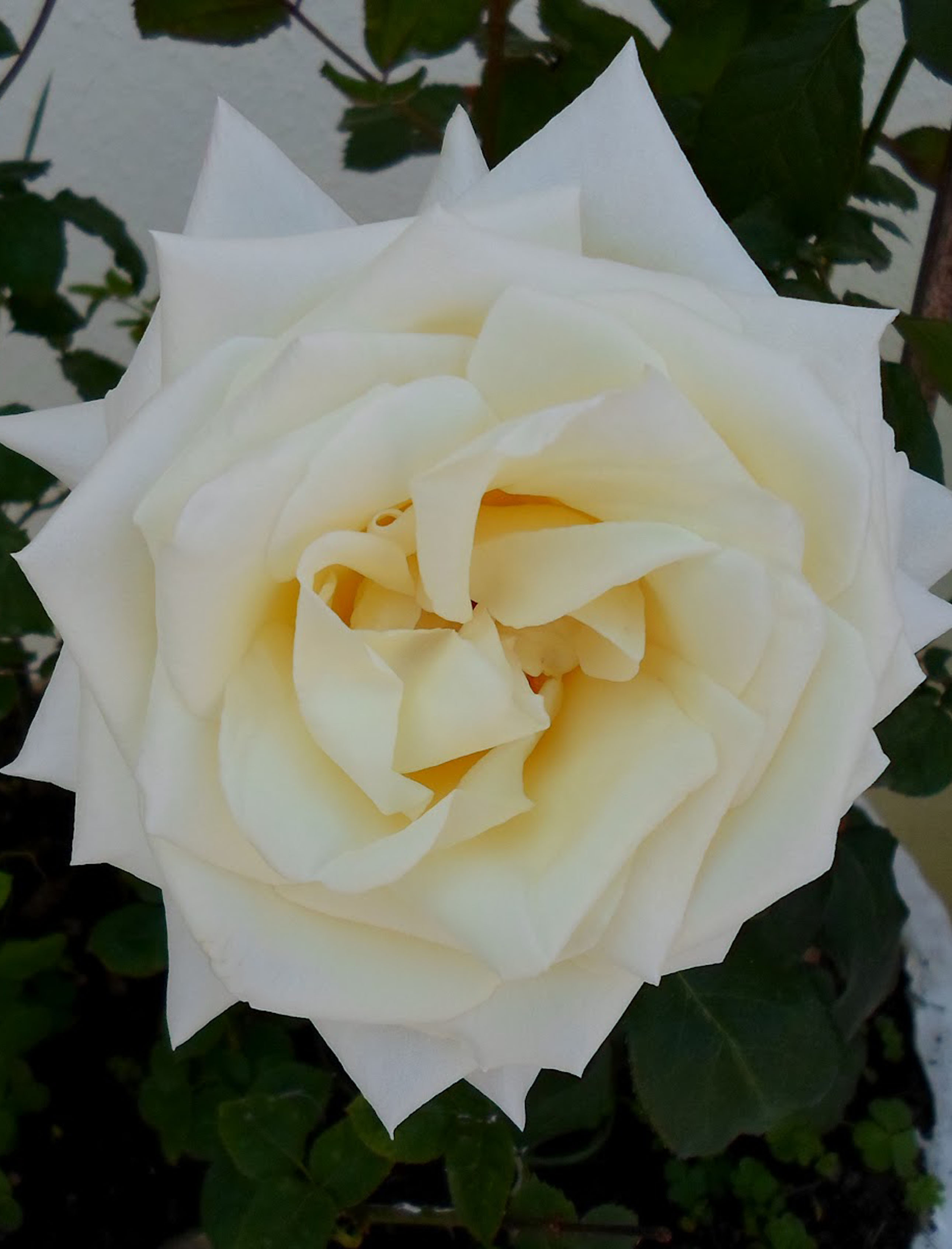 Роза чайно-гибридная (Rosa Tineke