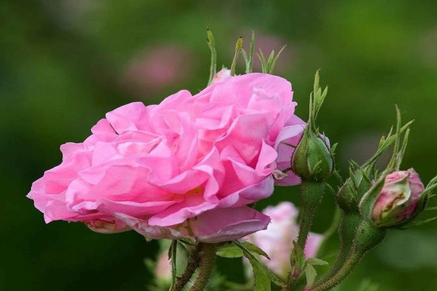 Роза дамасская Казанлыкская