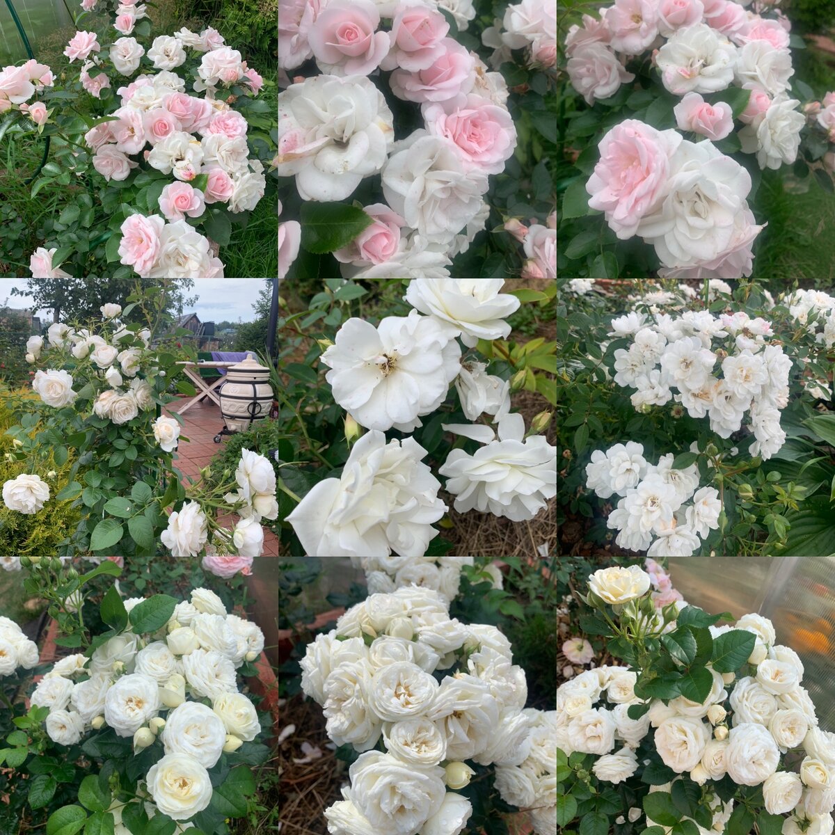 Роза белая Артемис