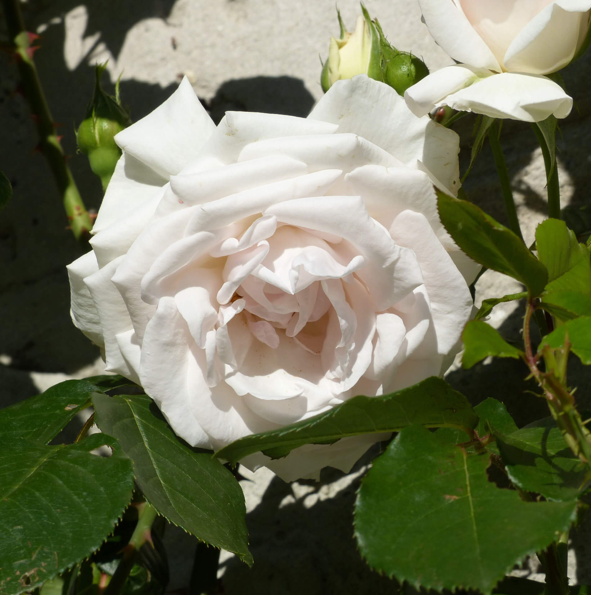 Плетистая роза свон лейк описание и фото
