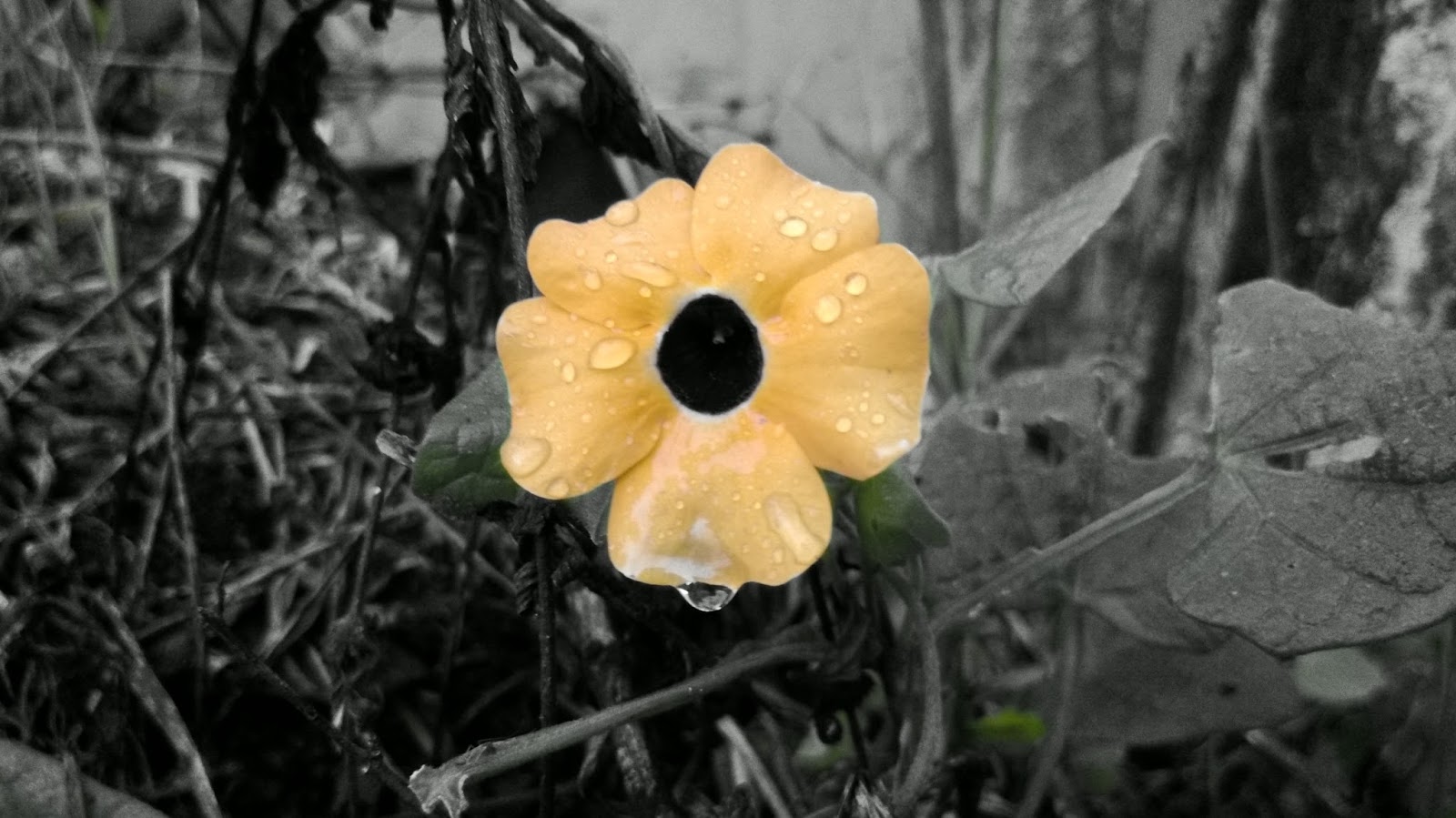 Цветок который плачет перед дождем как называется фото
