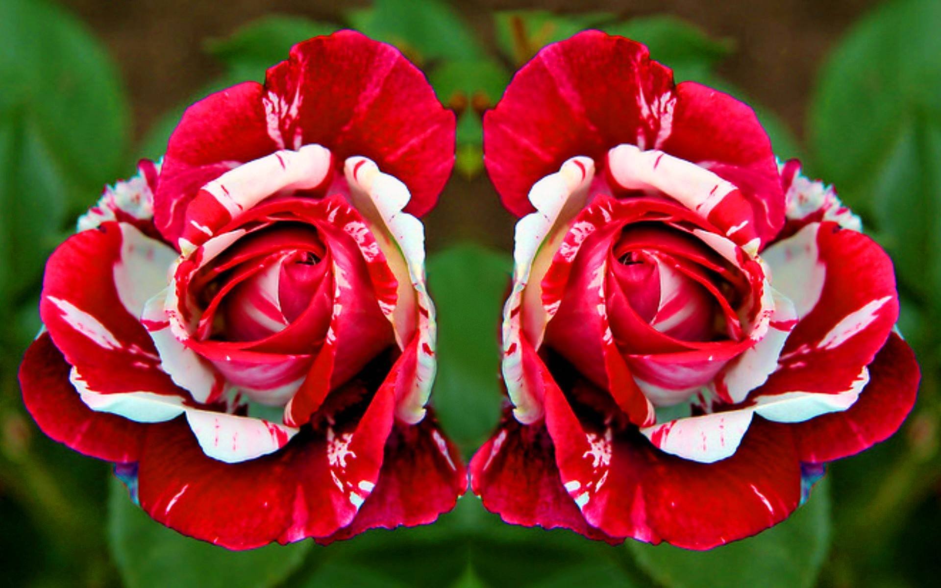 Двухцветные розы сорта с фото