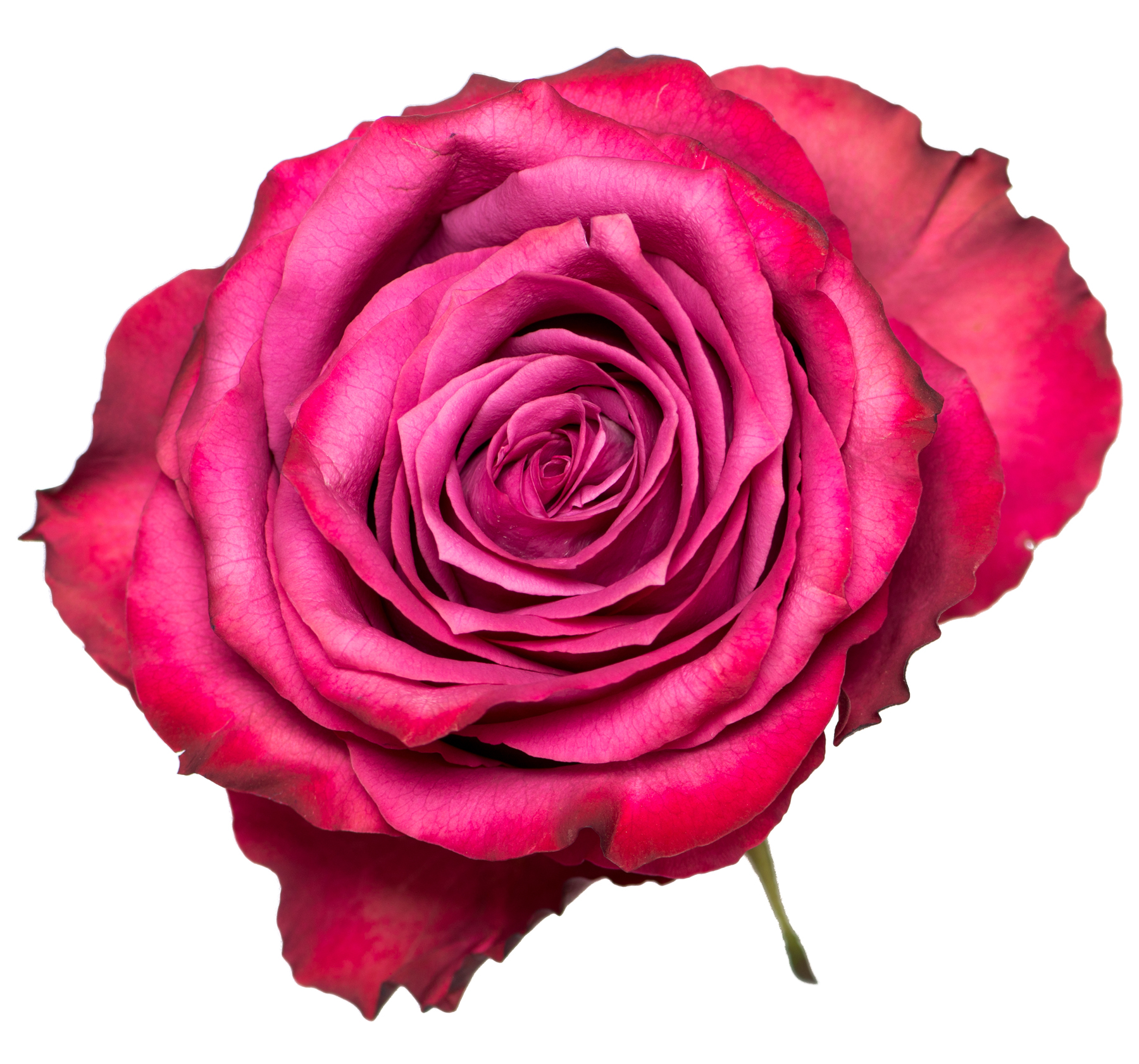 Сорт розы Блуберри