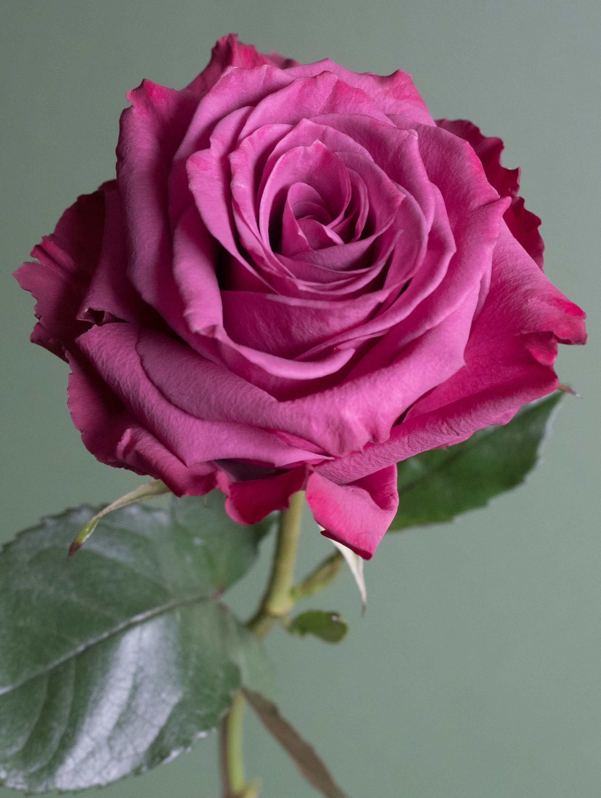 Роза квин берри эквадор